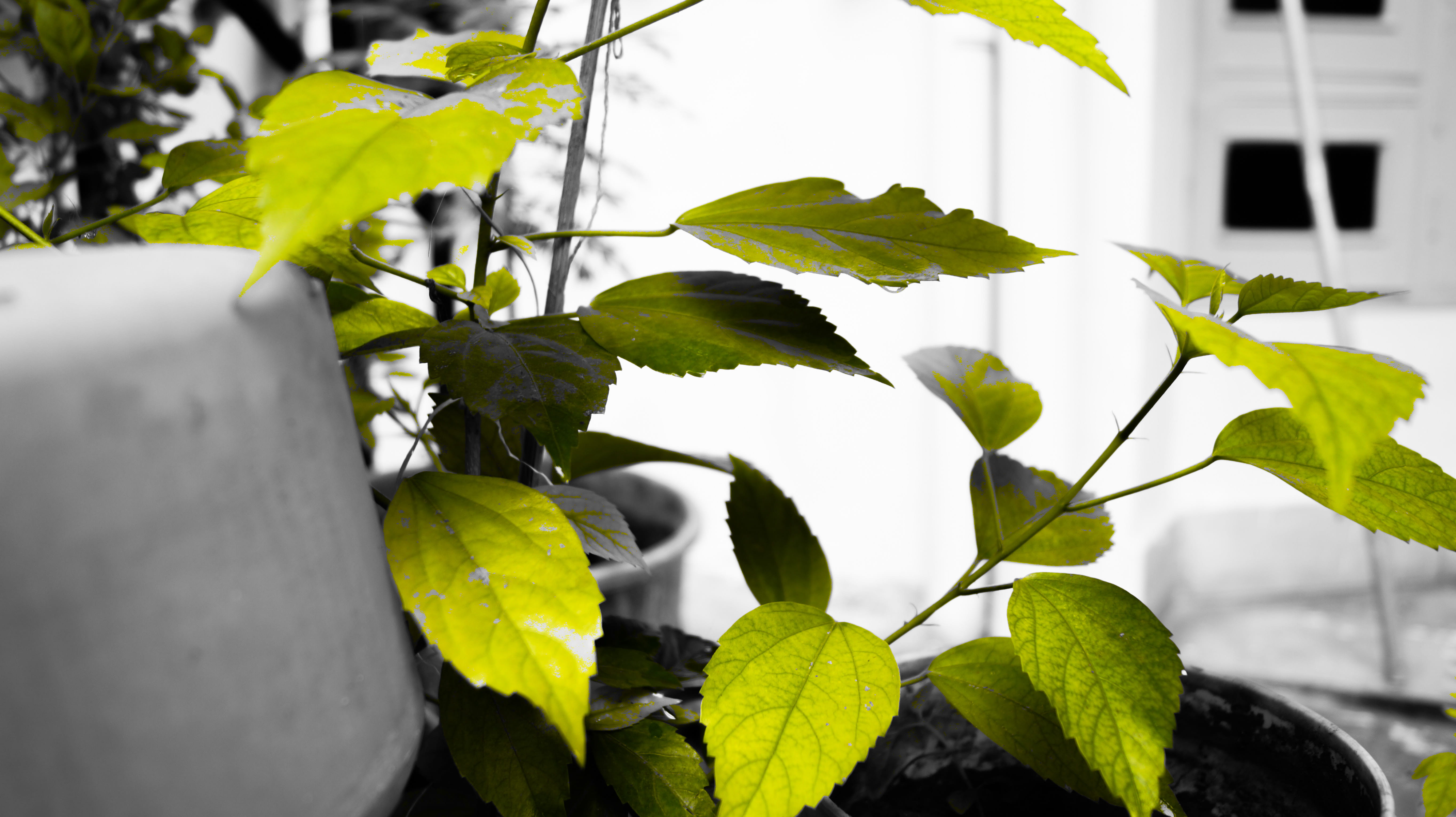 plant part, no people, india, outdoors, ishant, lucknow, uttar pradesh, 54, leaf, growth, green leaves, 5K, freshness, white color, plant, flowering plant, HD Wallpaper