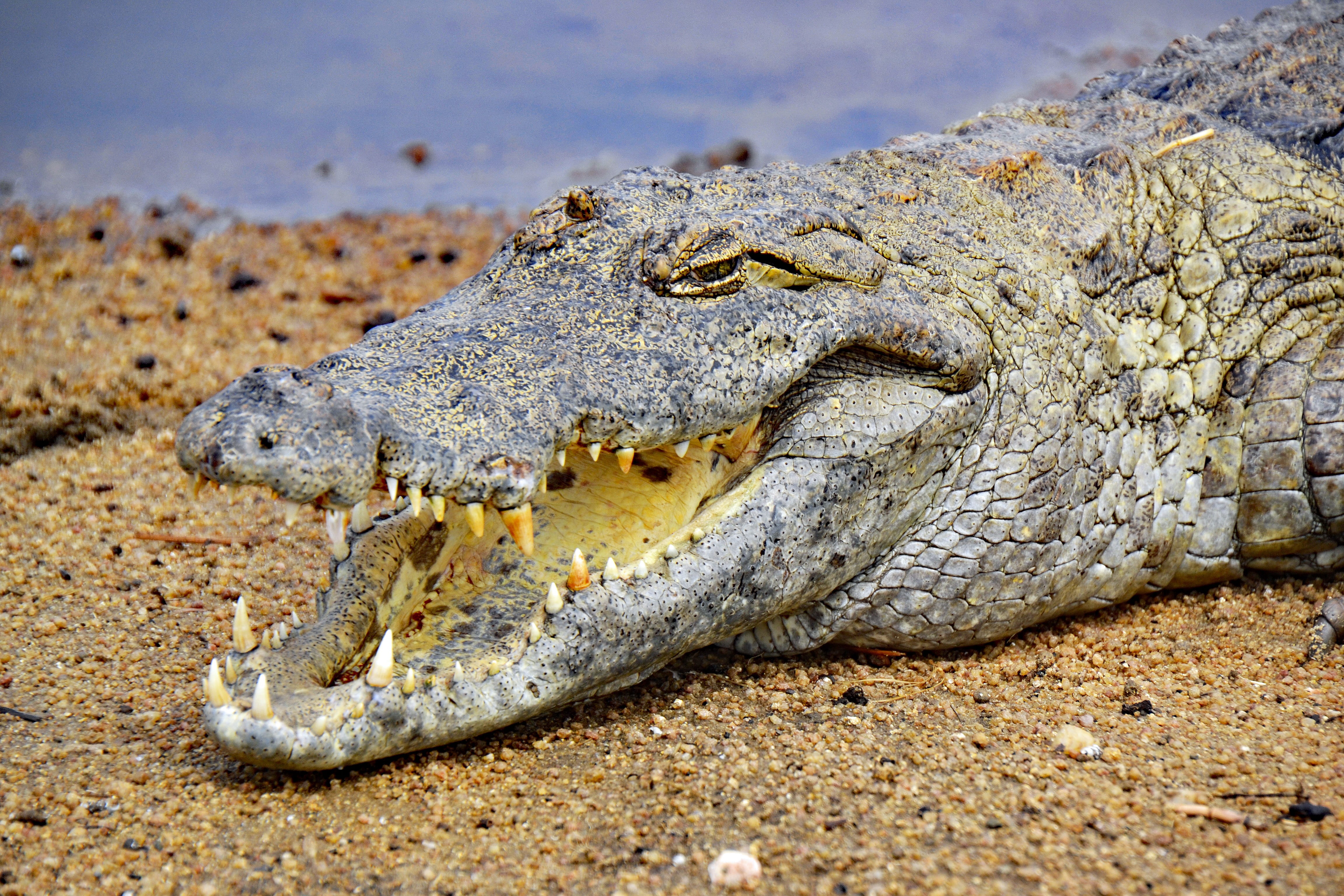 reptile, animal wildlife, animal mouth, snout, aggression, one animal, mouth, vertebrate, places of interest, animal body part, Ghana, no people, communication, HD Wallpaper