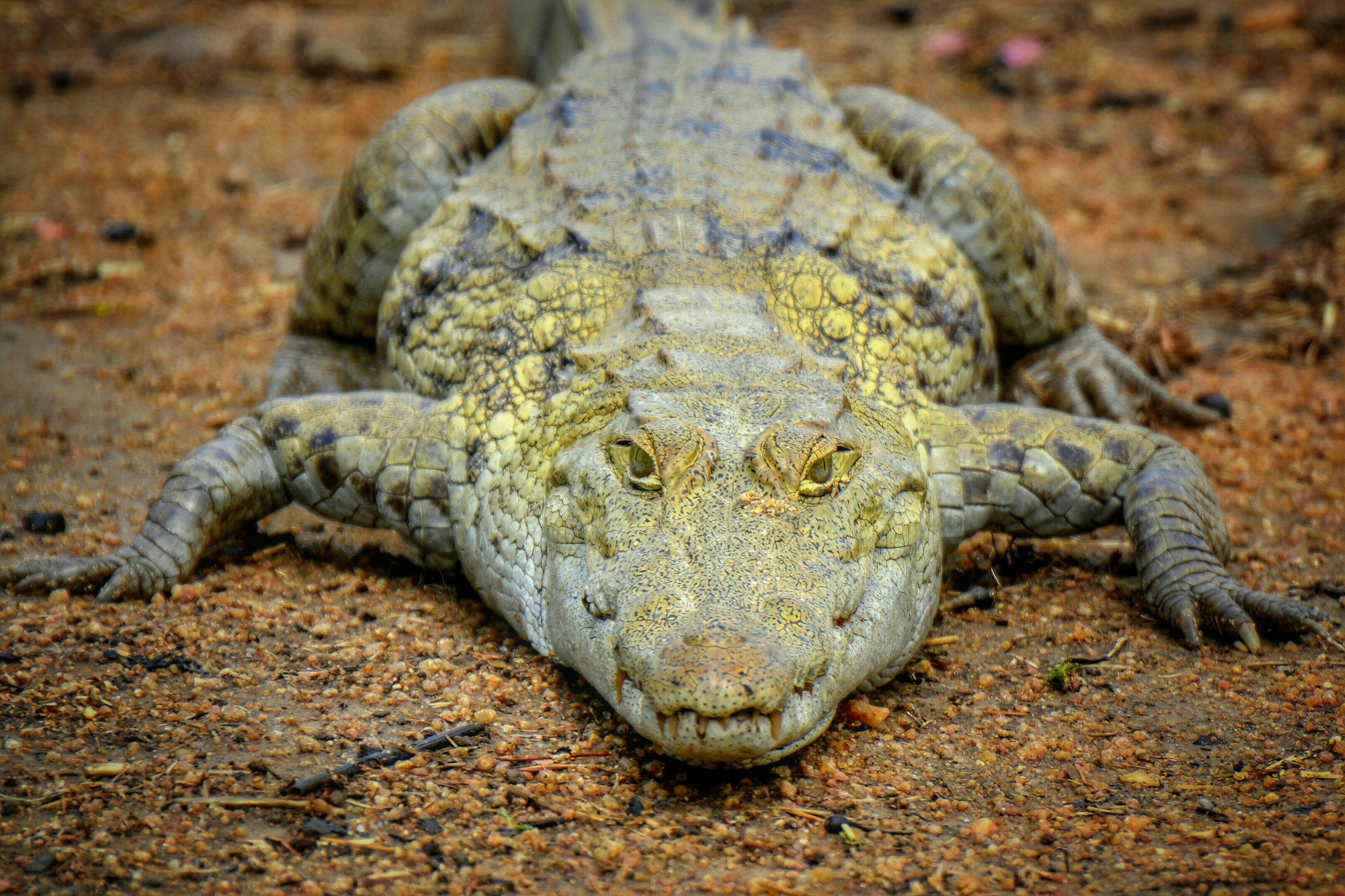 outdoors, ghana, paga, relaxation, front view, stealth, one animal, closeup, photography, no people, africa, vertebrate, animals in the wild, places of interest, HD Wallpaper