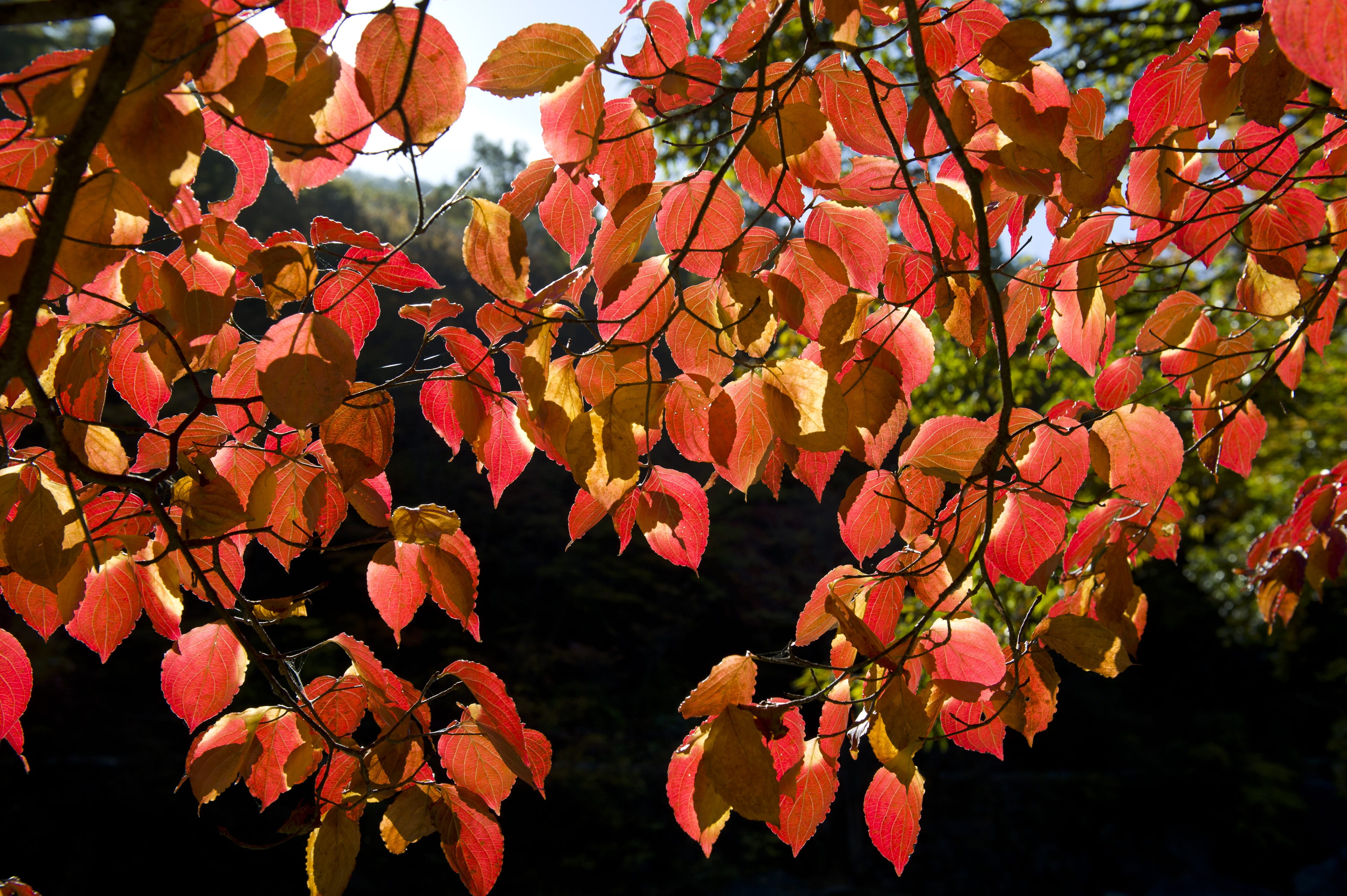 day, leaves, beauty in nature, plant part, branch, tree, sunlight, pink color, flower, growth, flowering plant, plant, no people, 4K, autumn leaves, jiri pia country, HD Wallpaper