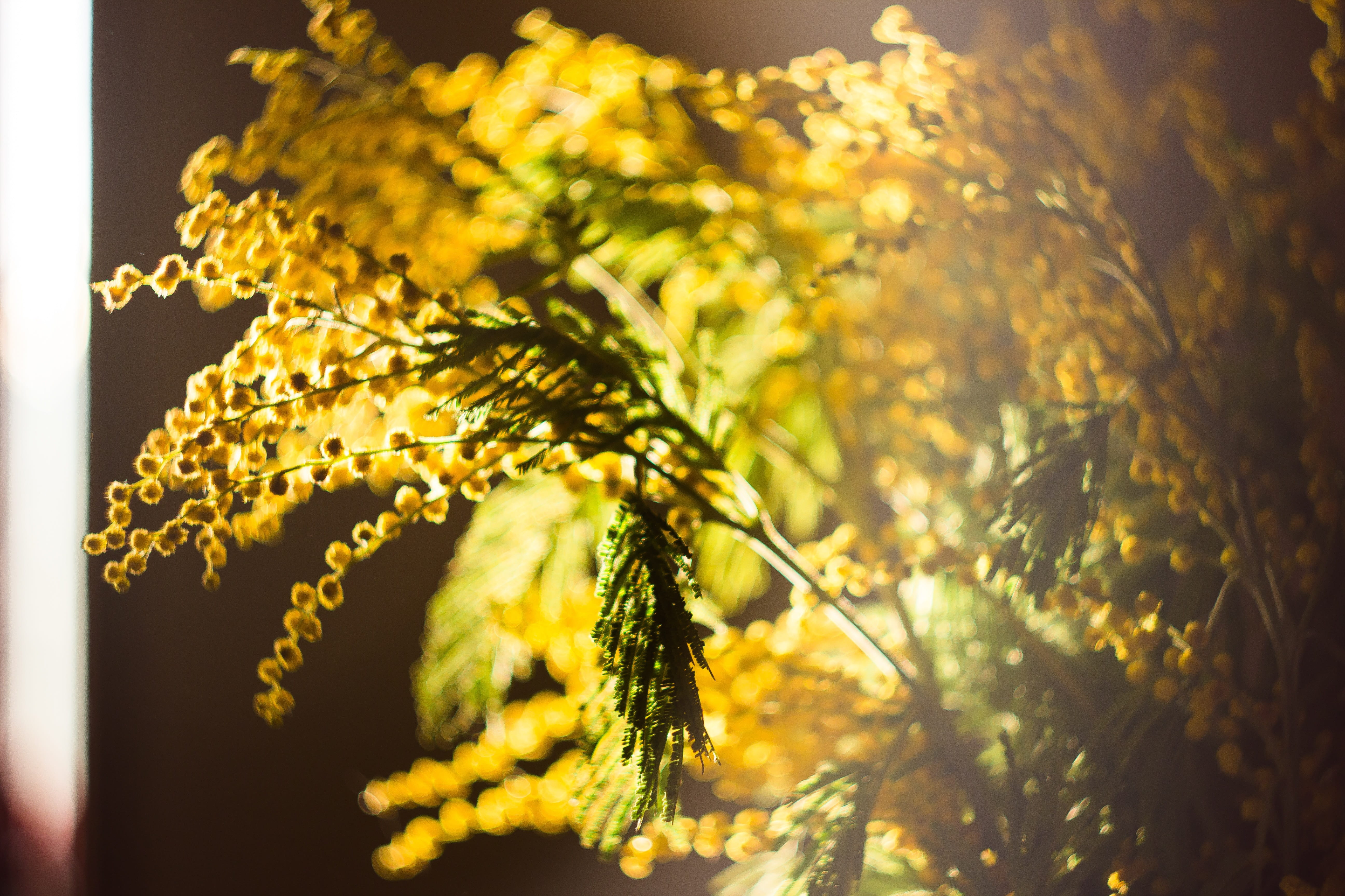 mimosa, close-up, nature, focus on foreground, flower head, fragility, yellow, autumn, vulnerability, beauty in nature, green color, flower, 5K, no people, HD Wallpaper
