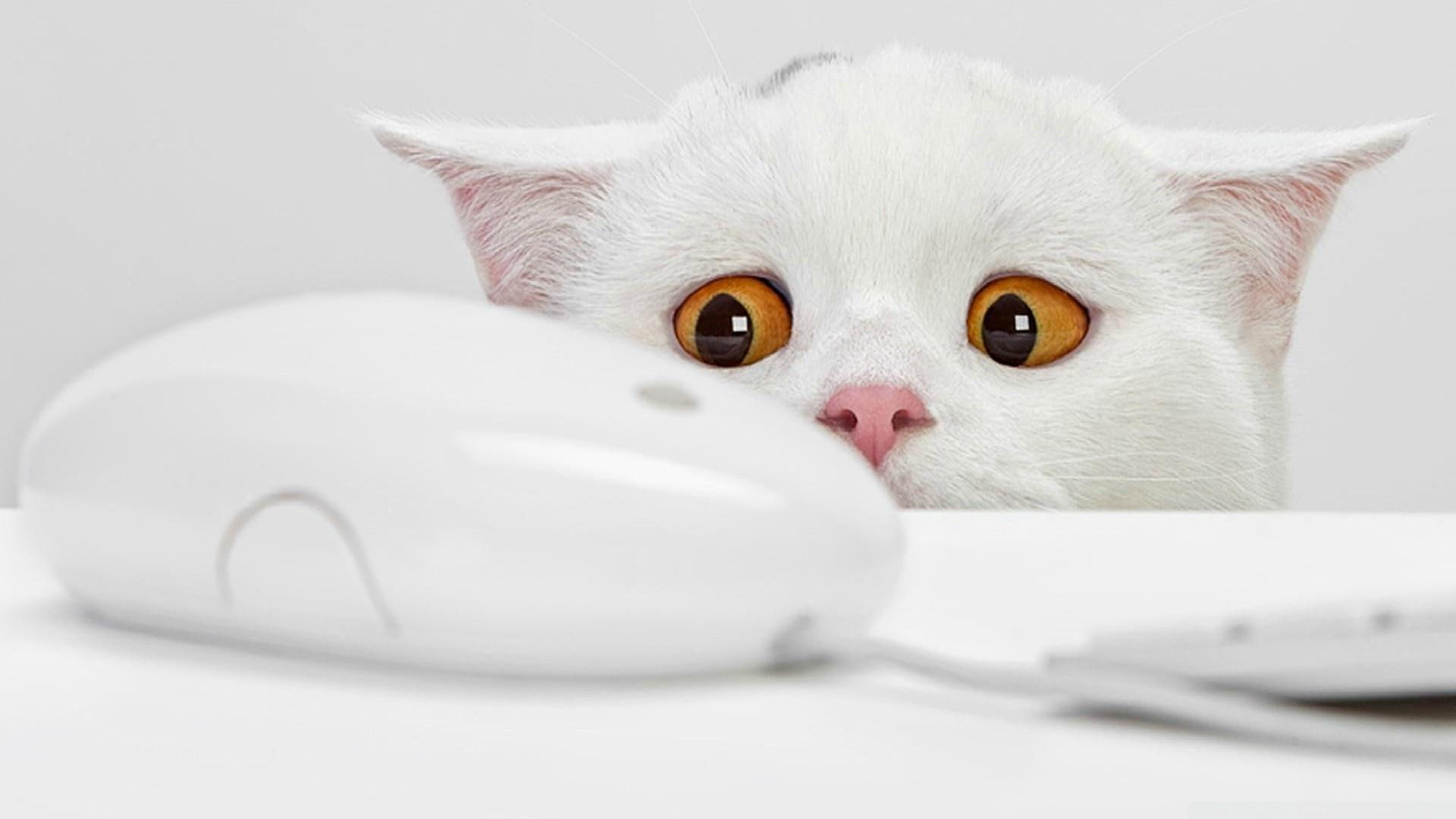 mouse, 1080P, cat, funny, white cat, HD Wallpaper
