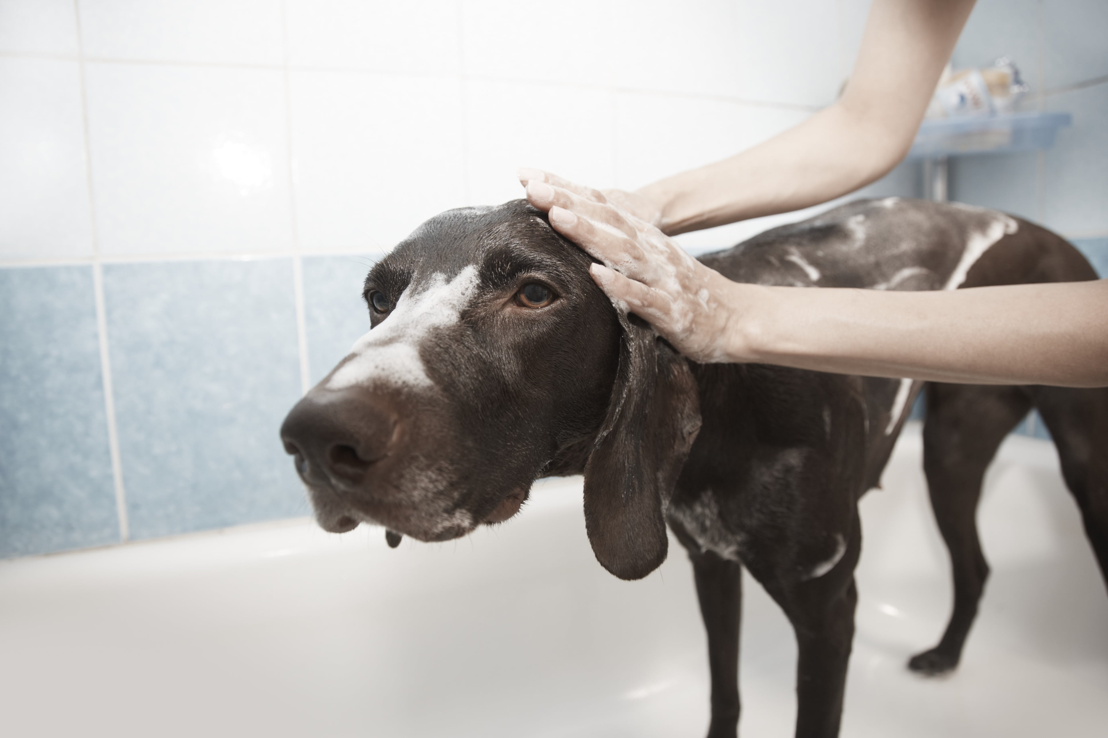 indoors, bathtub, grooming, shower, dog bath, domestic room, one person, domestic Bathroom, mammal, one animal, domestic, home, washing, animal themes, HD Wallpaper