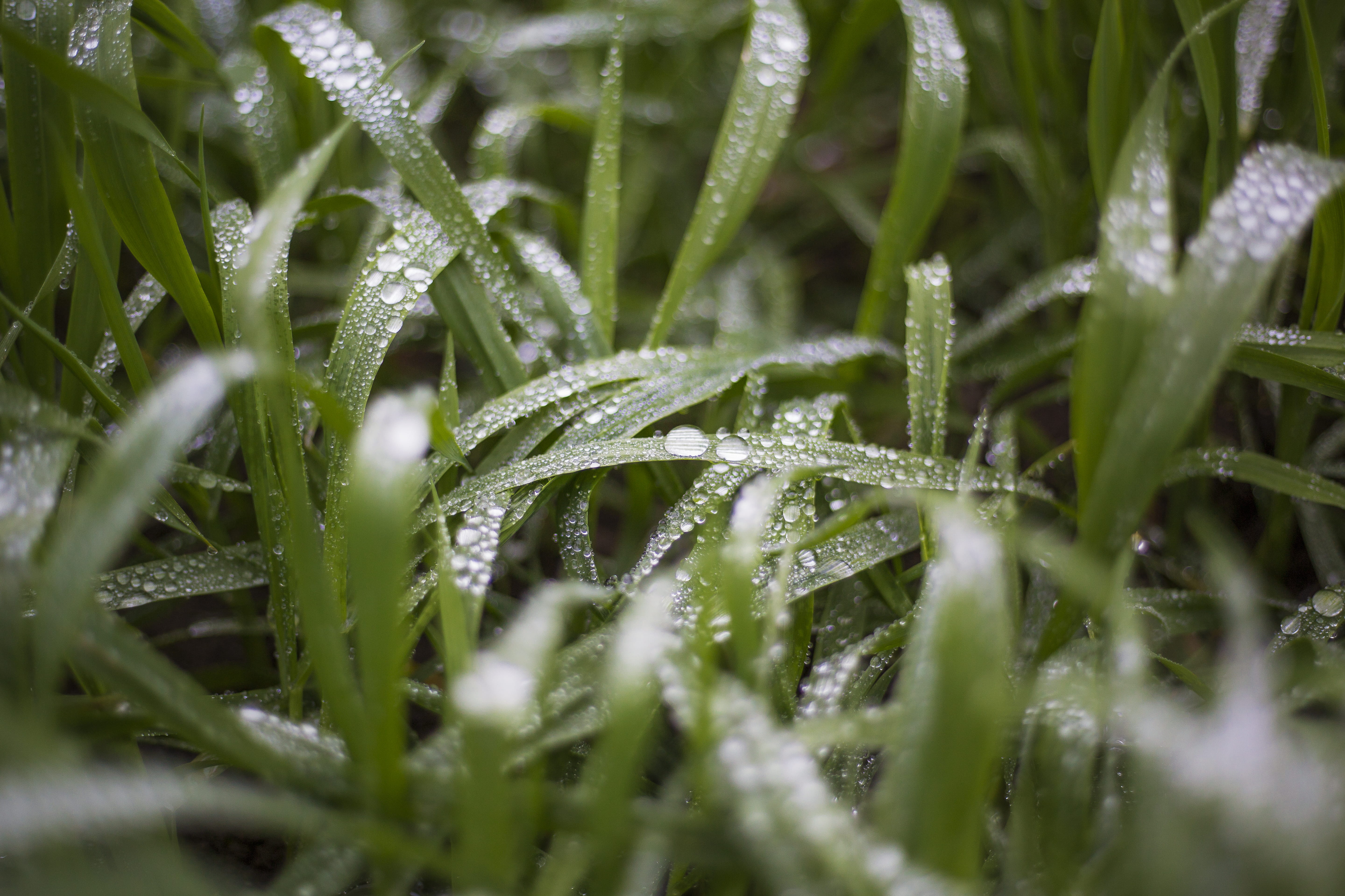 frosty, grass, rimy, purity, outdoors, raindrop, dew, nature, plant part, wintry, green, no people, green color, drop, grassland, plant, 5K, close-up, HD Wallpaper