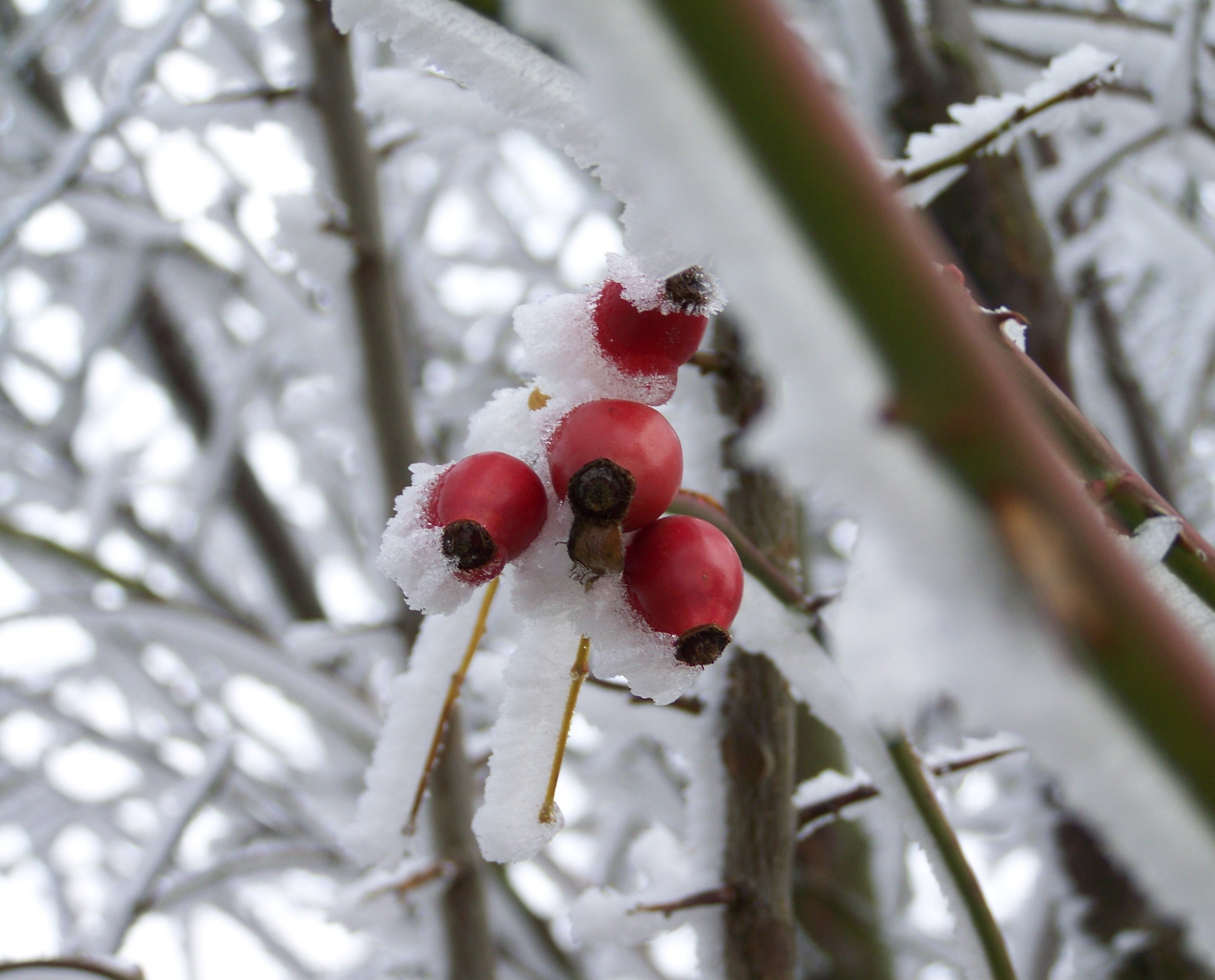 fruit, plant, freshness, ripe, food and drink, nature, outdoors, snow, no people, cold temperature, ice, tree, rose hip, food, growth, day, close-up, beauty in nature, HD Wallpaper