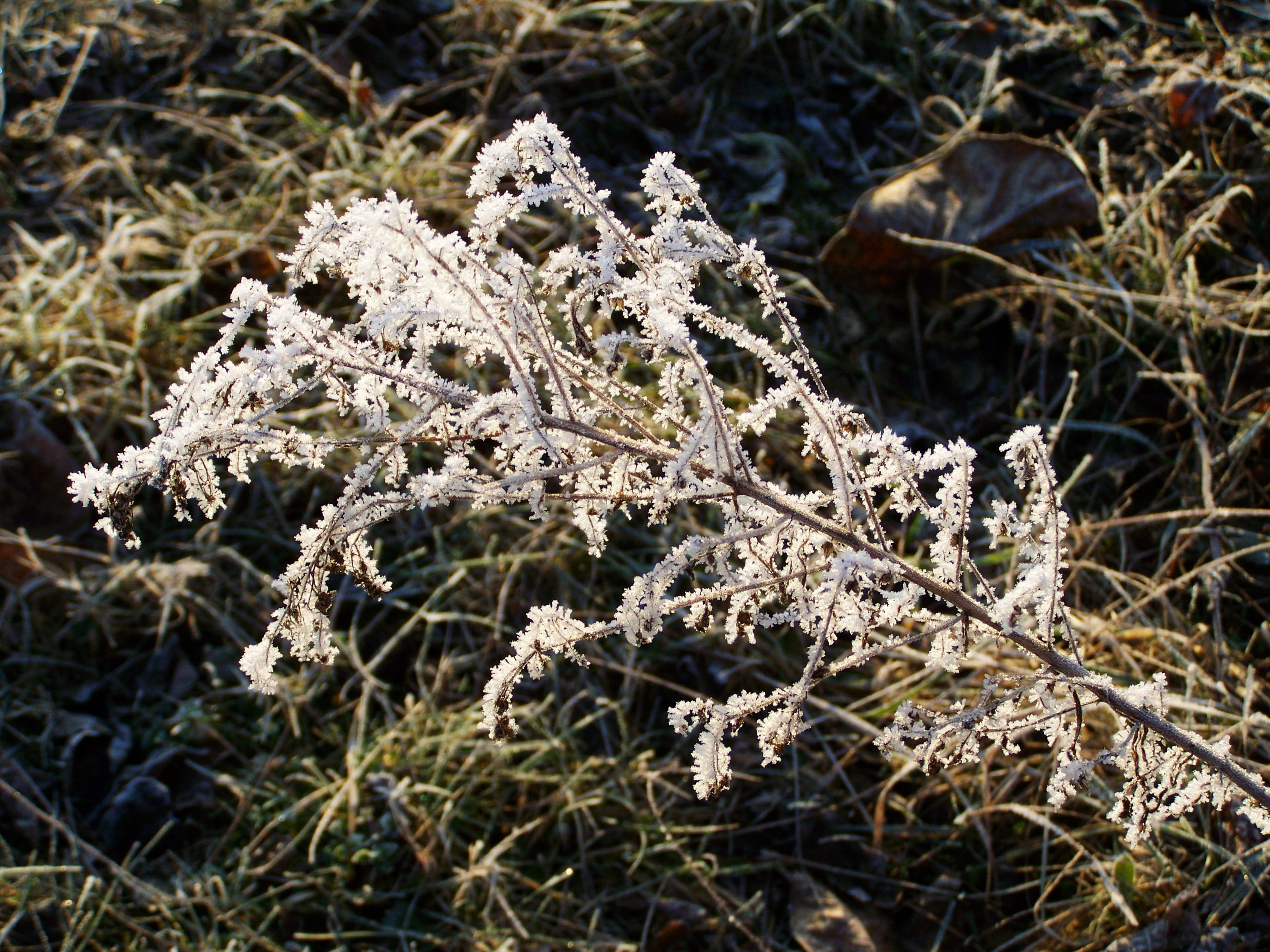 day, dry, snow, frozen, grass, plant, close-up, cold temperature, hoary, rimy, fragility, frost, land, lichen, ice, no people, focus on foreground, beauty in nature, HD Wallpaper