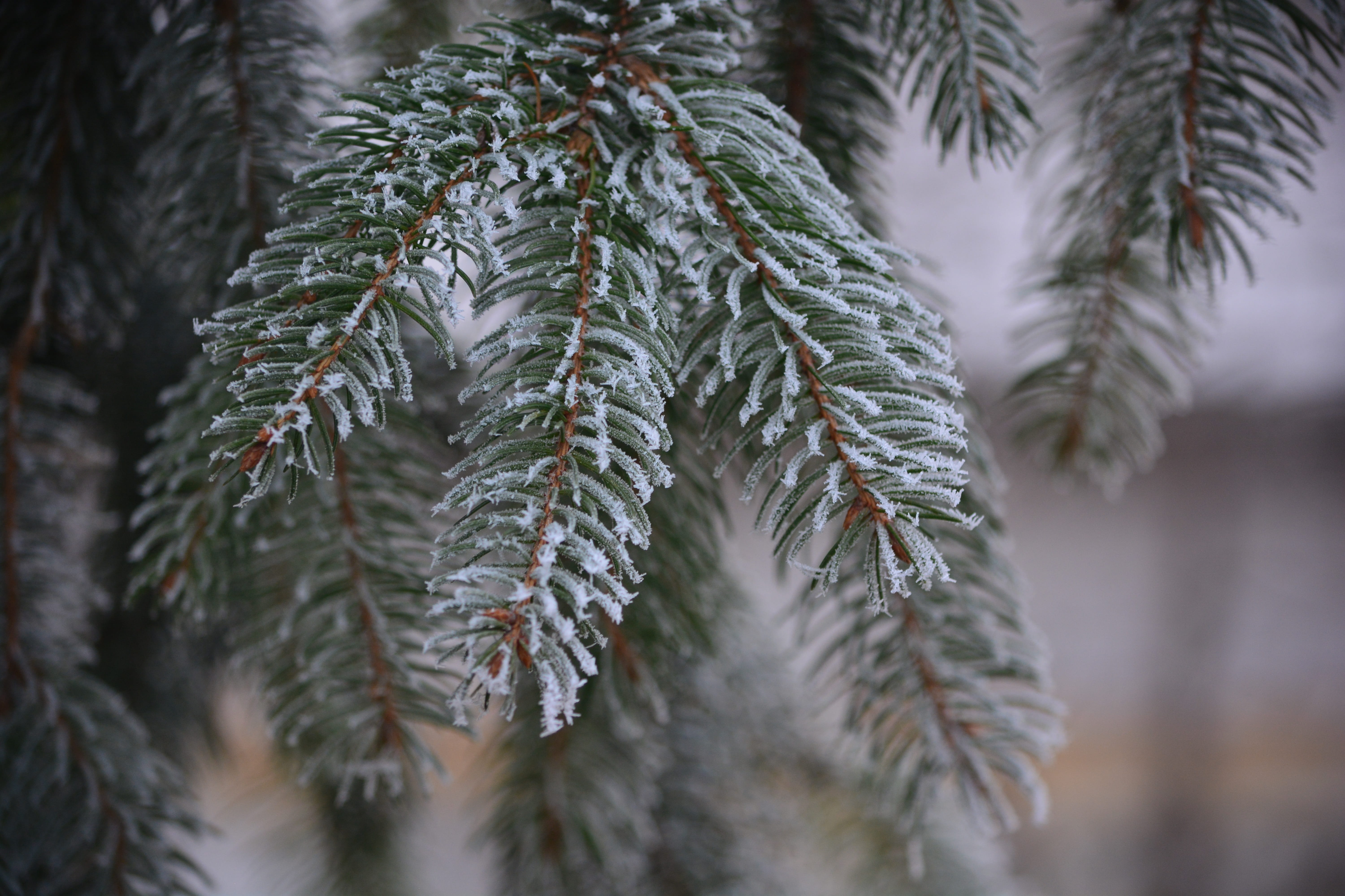 Nature, beauty in nature, needle - plant part, Rime, Pine, tree, growth, focus on foreground, plant part, Frost, selective focus, day, rimy, green color, HD Wallpaper