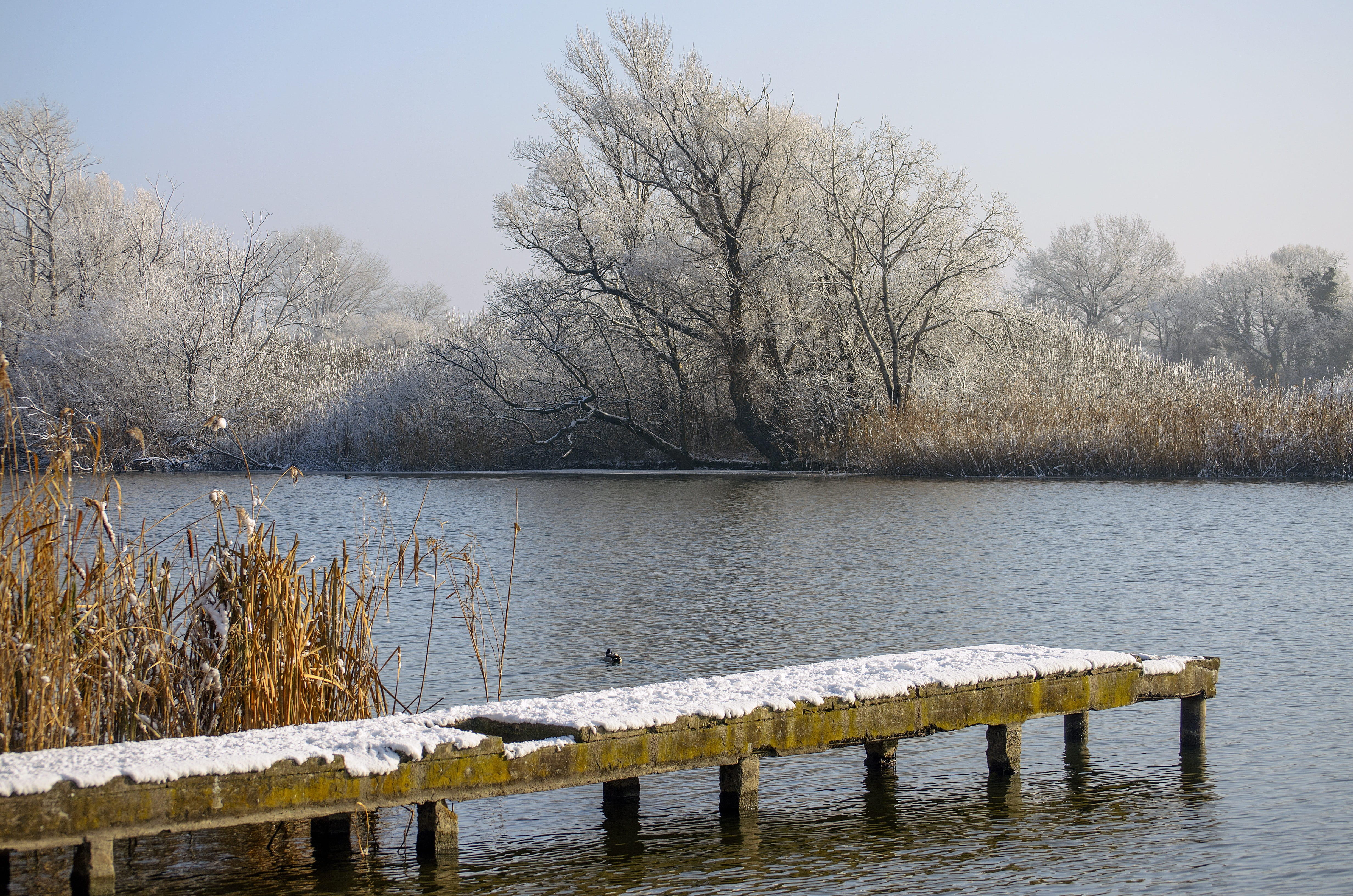 Ice, plant, frozen, non-urban scene, day, snow, lake, landscape, River, tranquility, rimy, Snowy, Winter, Cold, water, bare tree, beauty in nature, snowy, HD Wallpaper