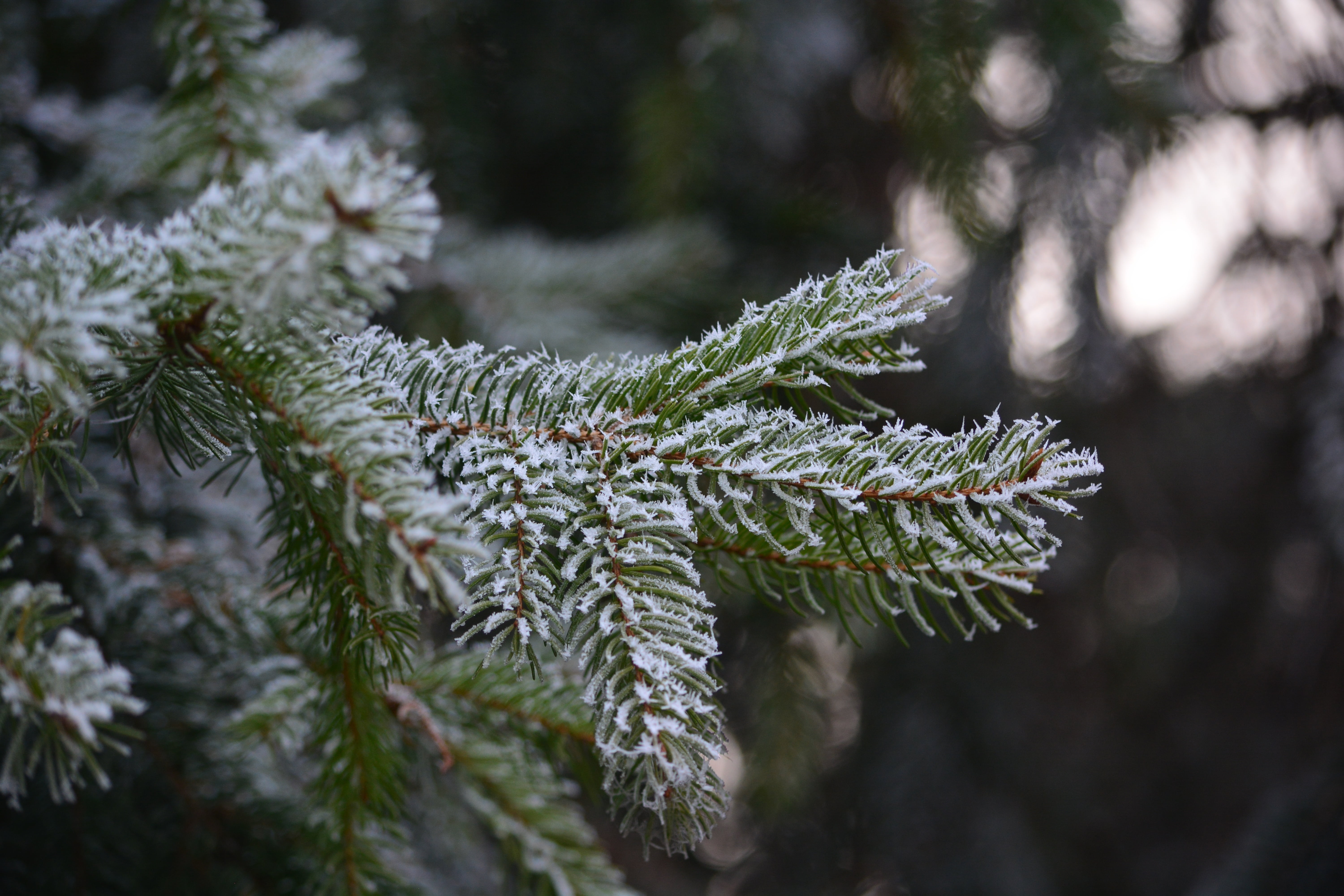 5K, growth, pinaceae, landscape, focus on foreground, day, pine tree, evergreen tree, rime, cold temperature, nature, frost, frozen, branch, tree, winter, HD Wallpaper