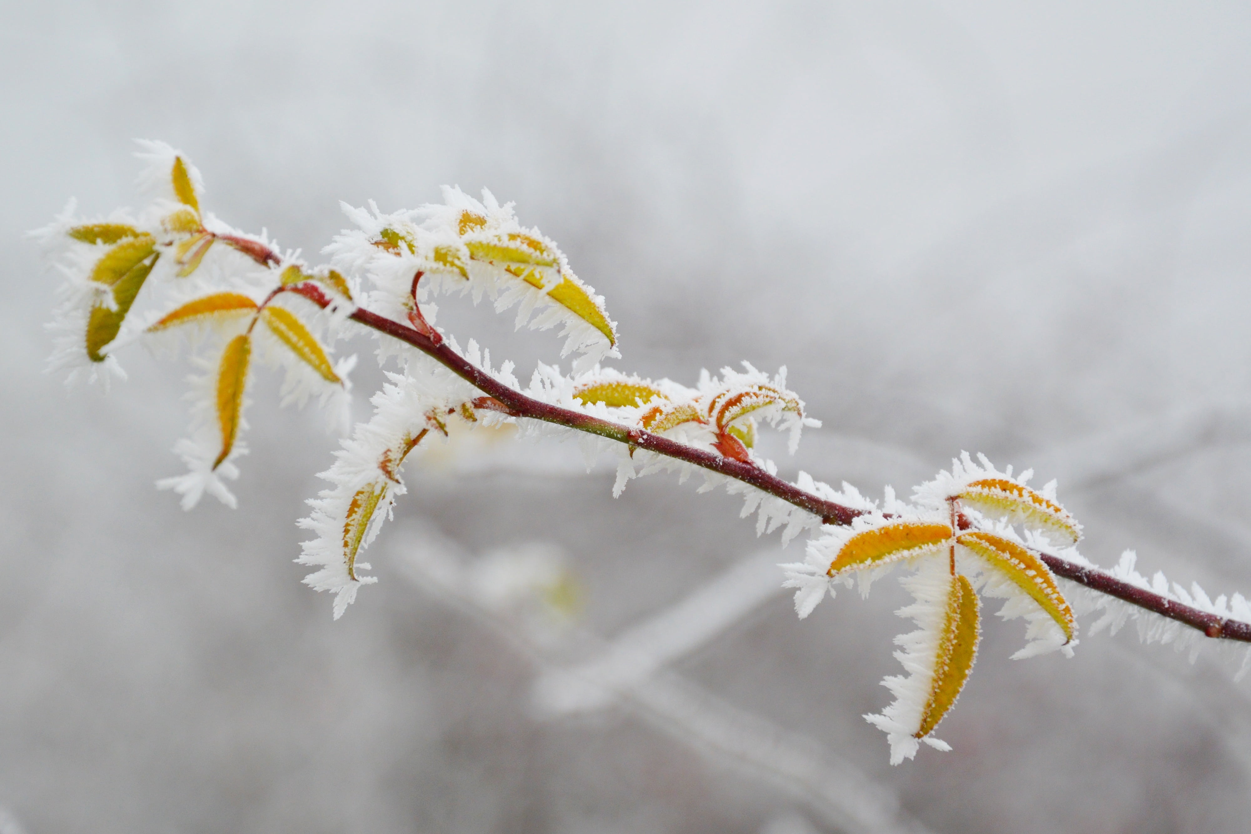 wintery, tree, holidays, frozen, no people, growth, beauty in nature, rime, cold, close-up, cold temperature, winter, rimy, focus on foreground, ice, snowy, HD Wallpaper