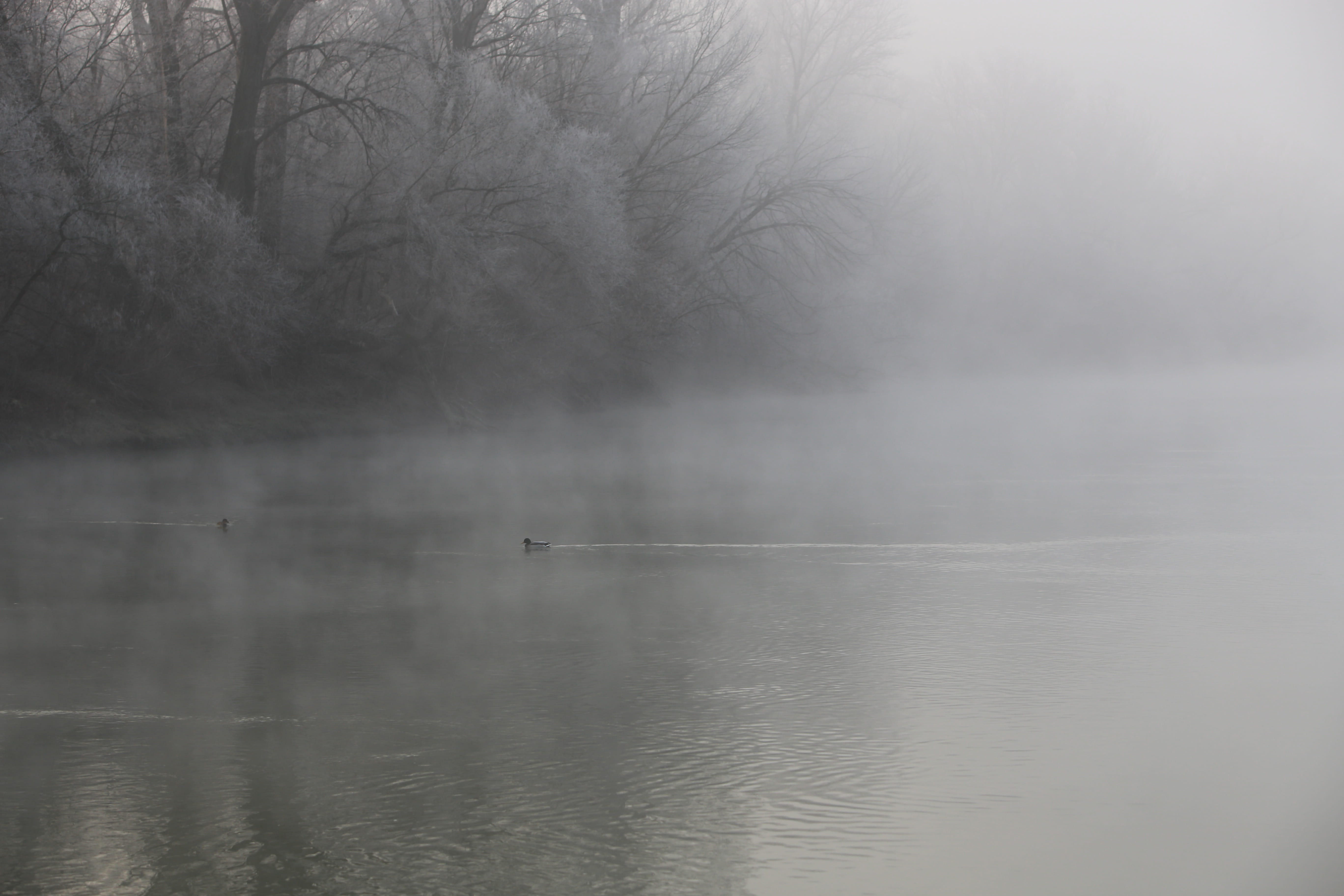 rimy, outdoors, water, no people, tranquility, day, scenics - nature, waterfront, fog, silence, hoary, animal themes, tranquil scene, hungary, vertebrate, HD Wallpaper