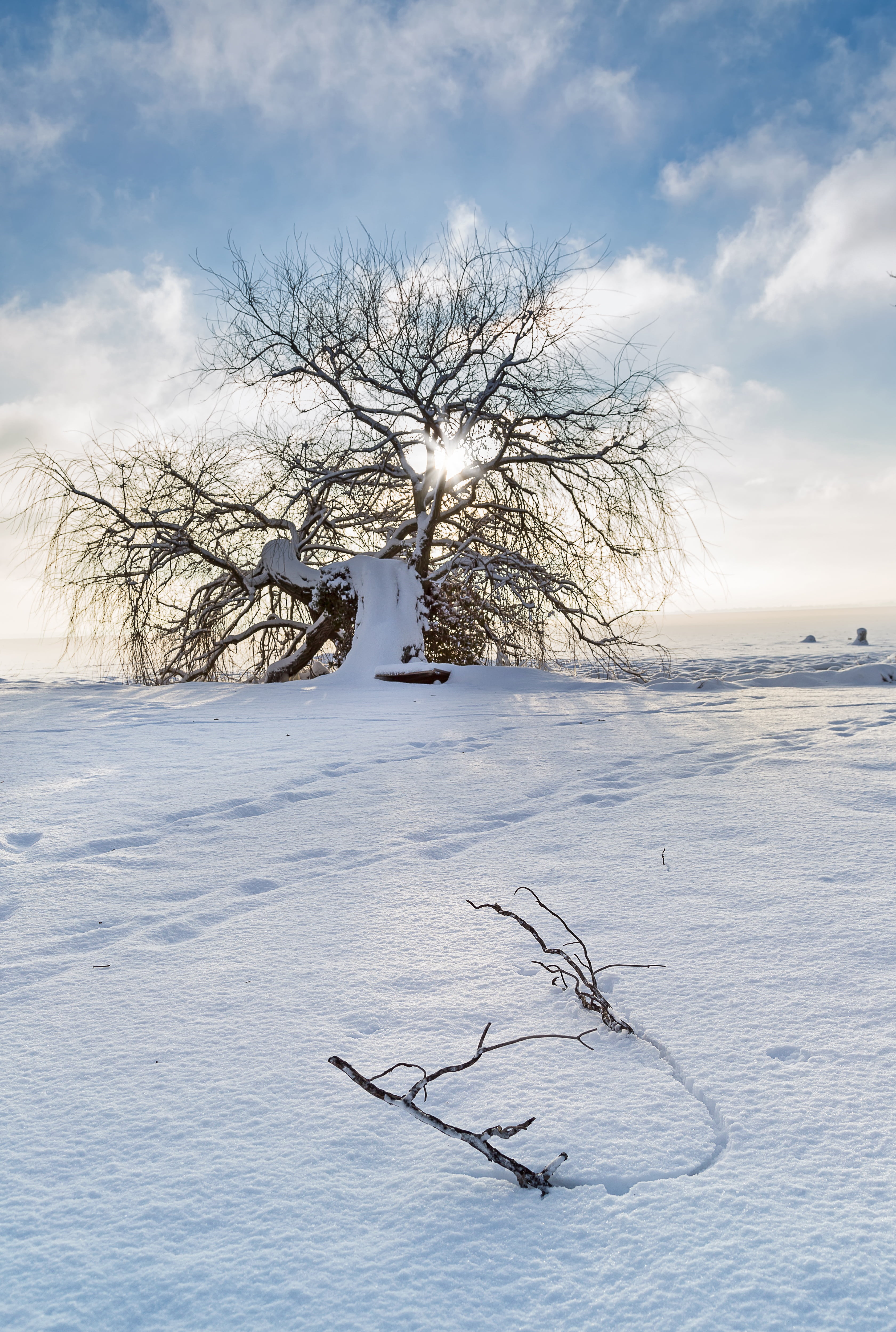 winter landscape, dead plant, ice, environment, sky, scenics - nature, non-urban scene, branch, winter, part, tree, nature, bare tree, 4K, cold temperature, Phone HD Wallpaper