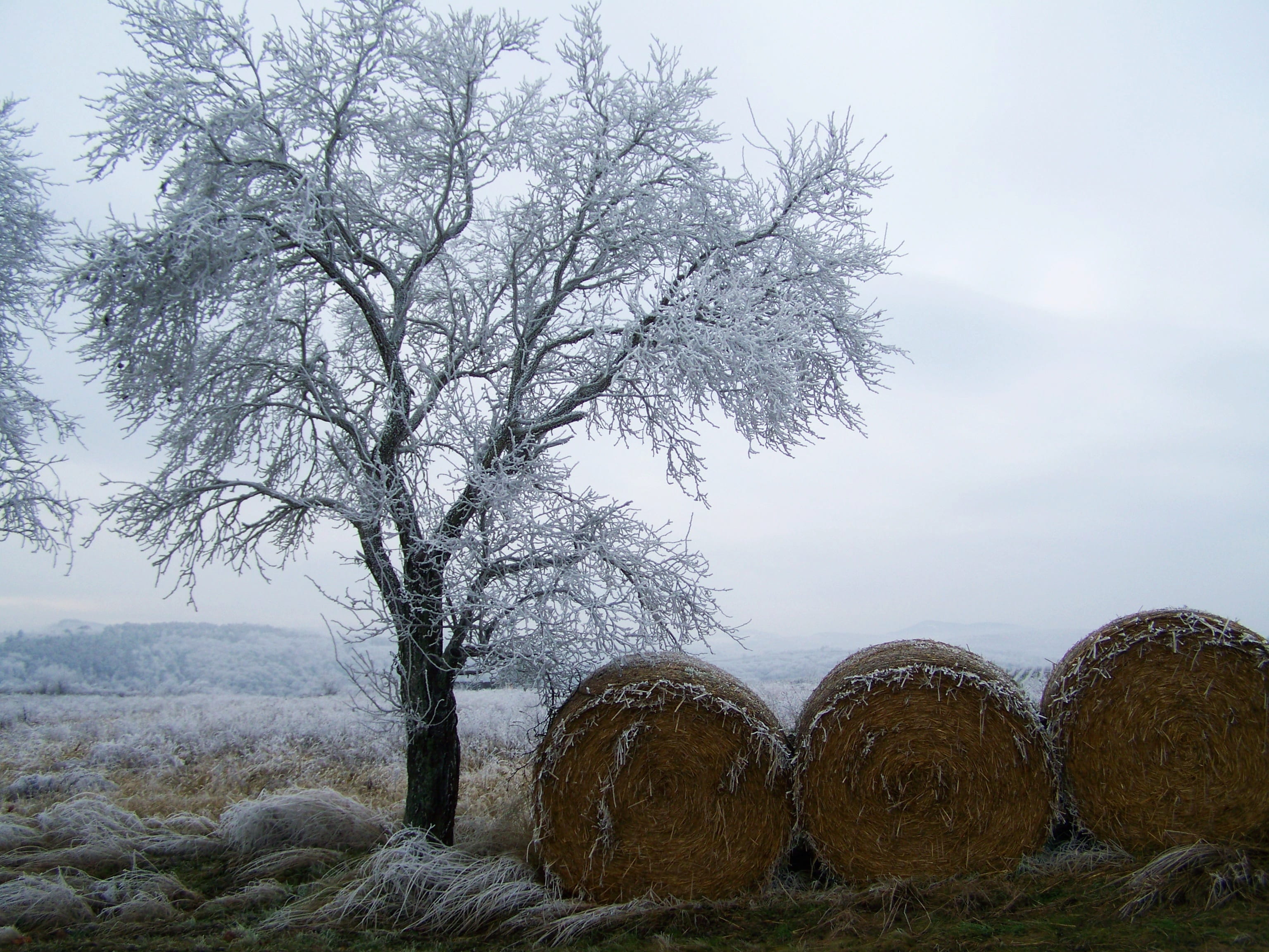cold temperature, tranquil scene, Hoary, outdoors, wood, tree, rimy, no people, bale, hay, land, sky, plant, Winter, cold, branch, day, Landscape, beauty in nature, HD Wallpaper