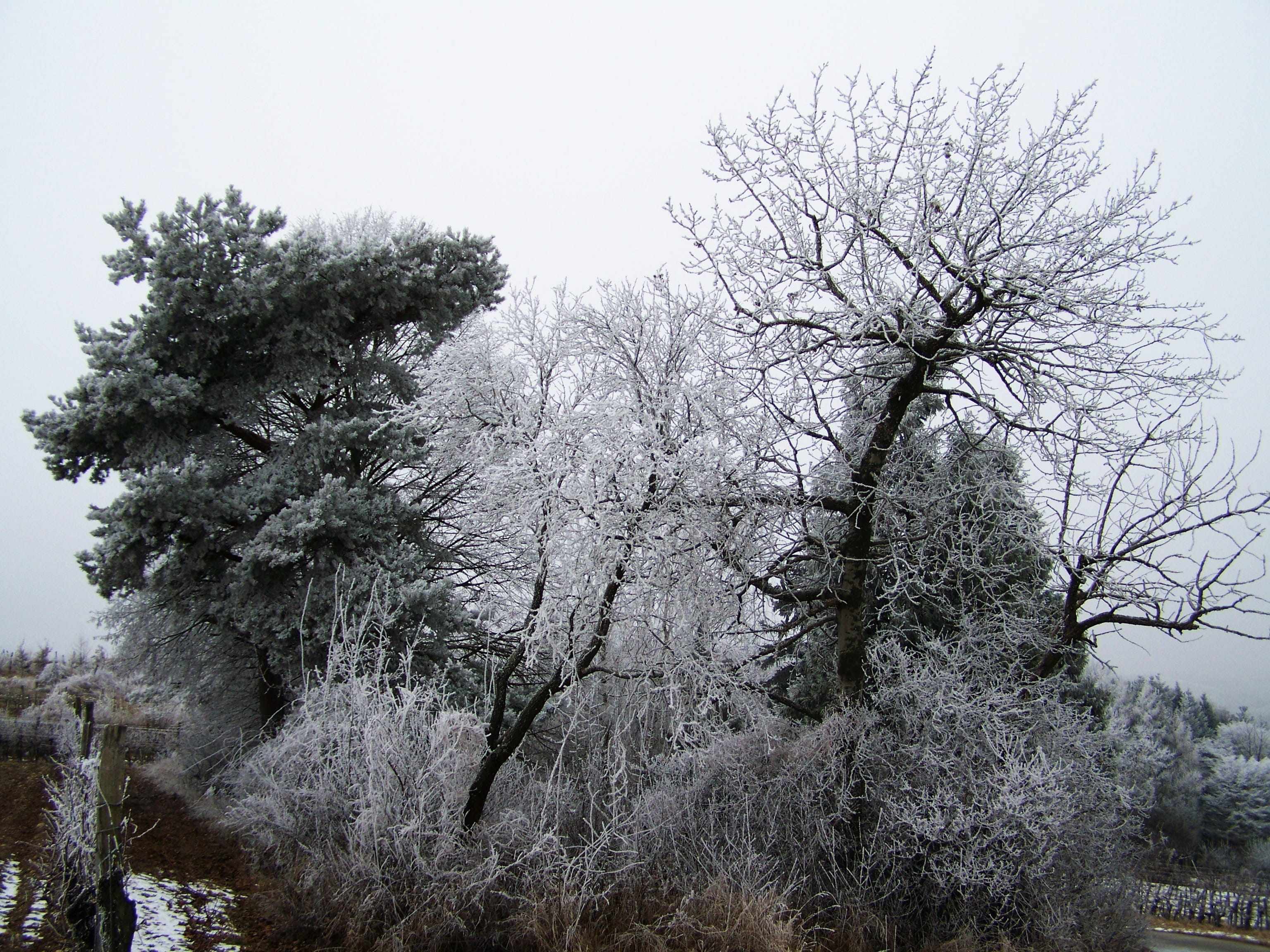 cold temperature, non-urban scene, outdoors, tree, no people, land, beauty in nature, Hoary, clear sky, Landscape, snow, branch, hoary clump, sky, rimy, HD Wallpaper