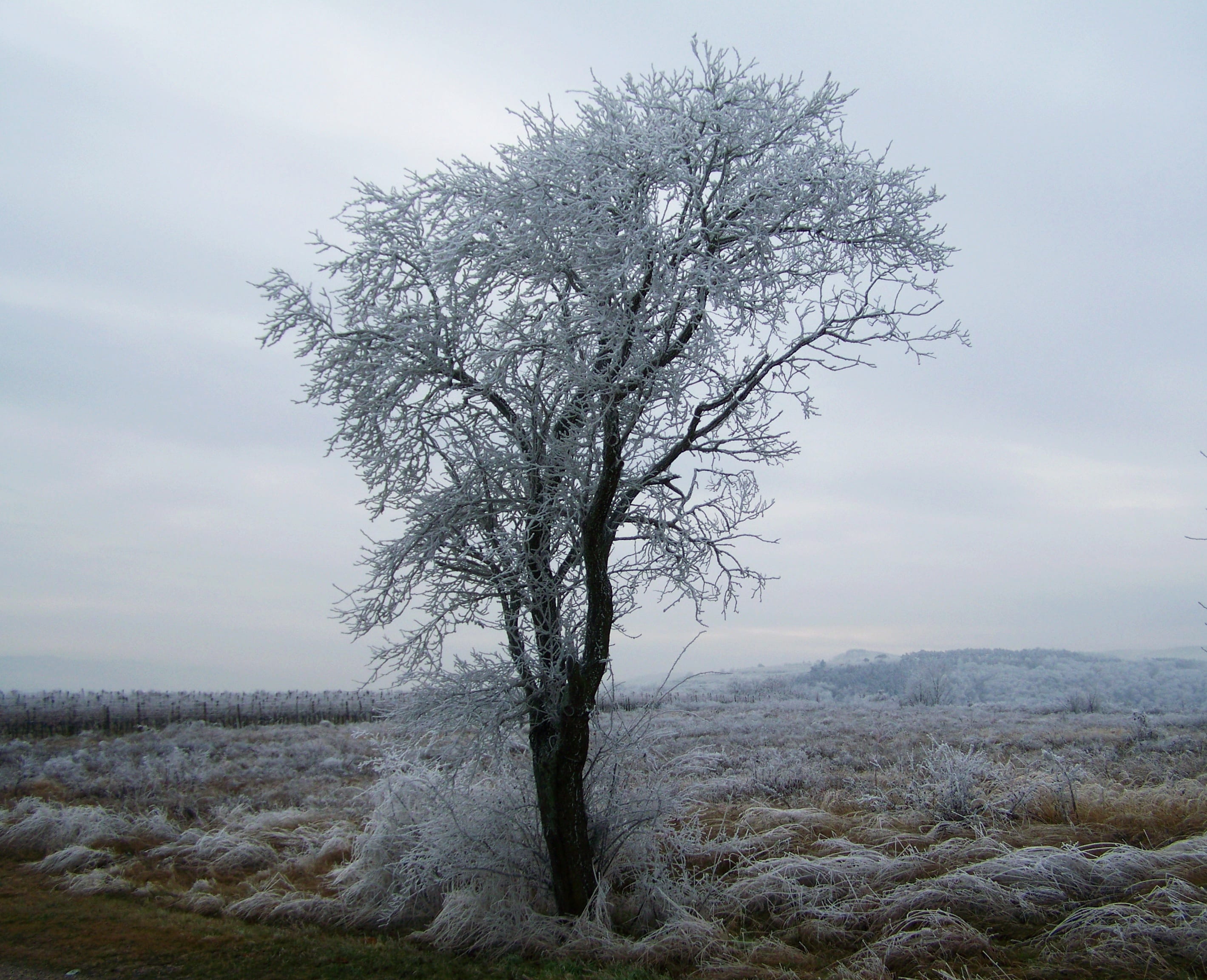 sky, environment, tree, remote, bare tree, rimy, outdoors, 2K, frost, winter landscape, landscape, scenics - nature, isolated, tranquil scene, winter, HD Wallpaper