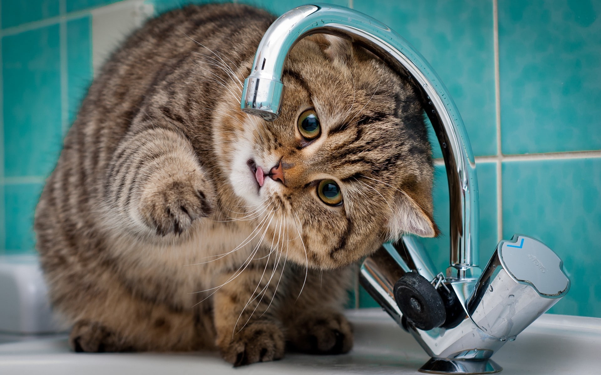 animals, faucets, 1080P, cat, HD Wallpaper