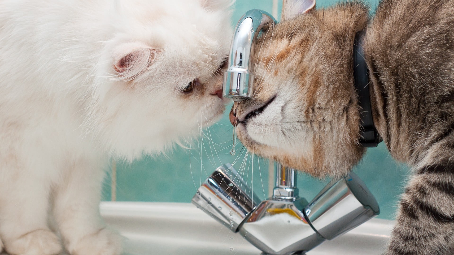 close-up, feline, sink, drinking, animals, mammal, water drops, indoors, domestic, faucets, looking, cat, animal hospital, pets, faucet, cats, domestic cat, HD Wallpaper