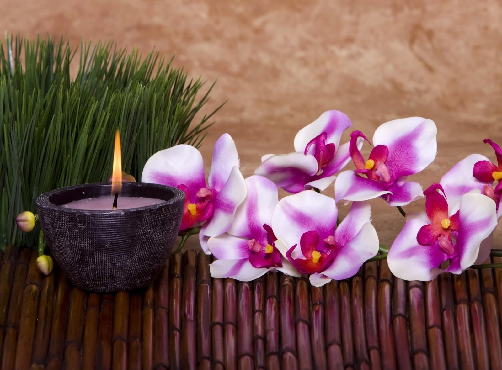 alternative Therapy, beauty In Nature, leaf, spa Treatment, scented, fragility, relaxation, potted plant, flower, plant, petal, decoration, zen-like, aromatherapy, HD Wallpaper