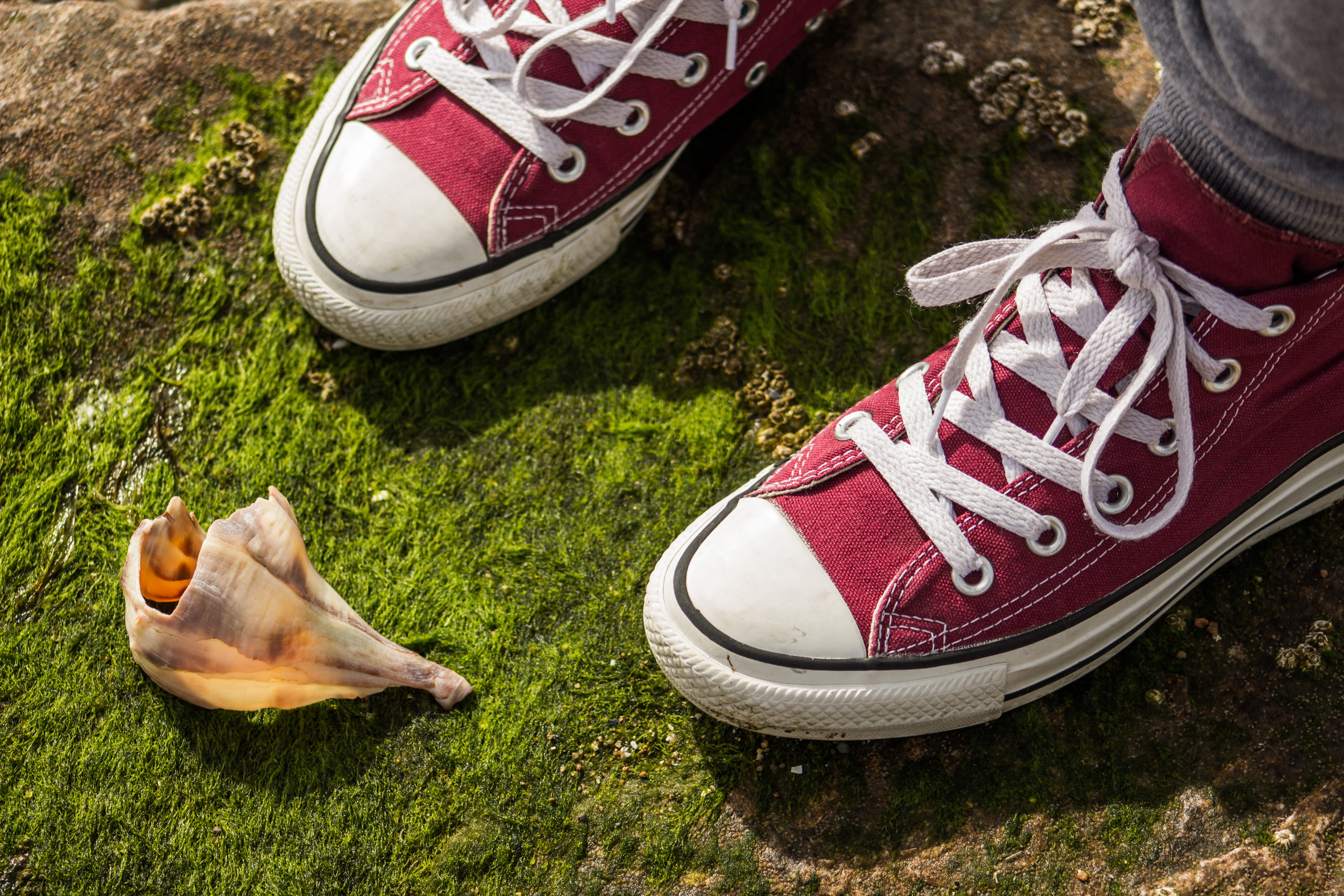 one person, shell, shoelace, seashell, unrecognizable person, casual clothing, human limb, ri, rhode island, day, human foot, grass, human body part, school, HD Wallpaper