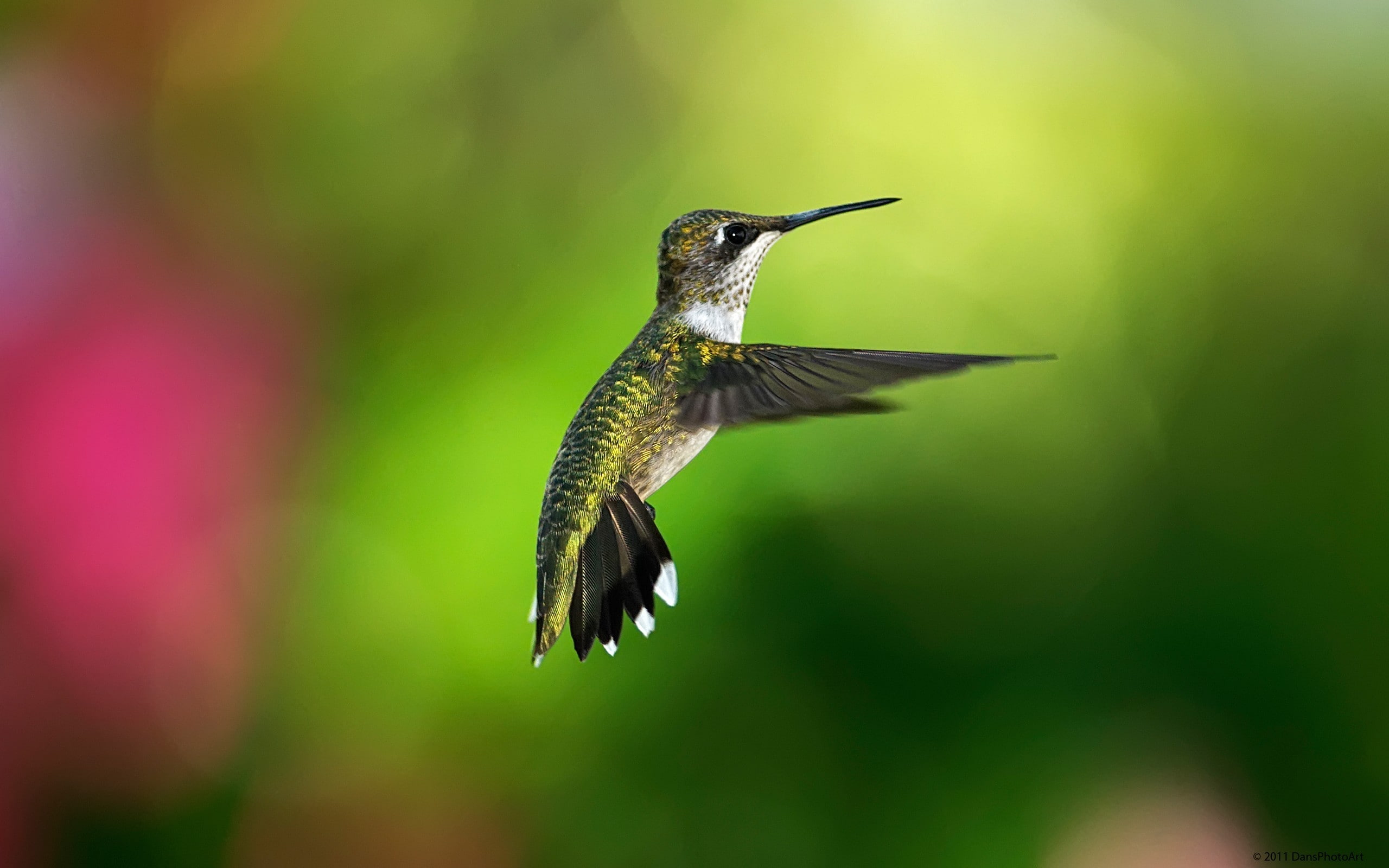hummingbirds, animals, birds, 2K, HD Wallpaper