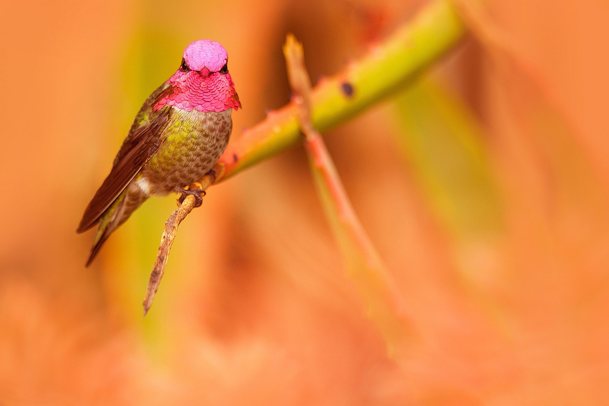 flower head, pink color, invertebrate, outdoors, nature, flower, flowering plant, animal themes, focus on foreground, close-up, one animal, animal wildlife, HD Wallpaper