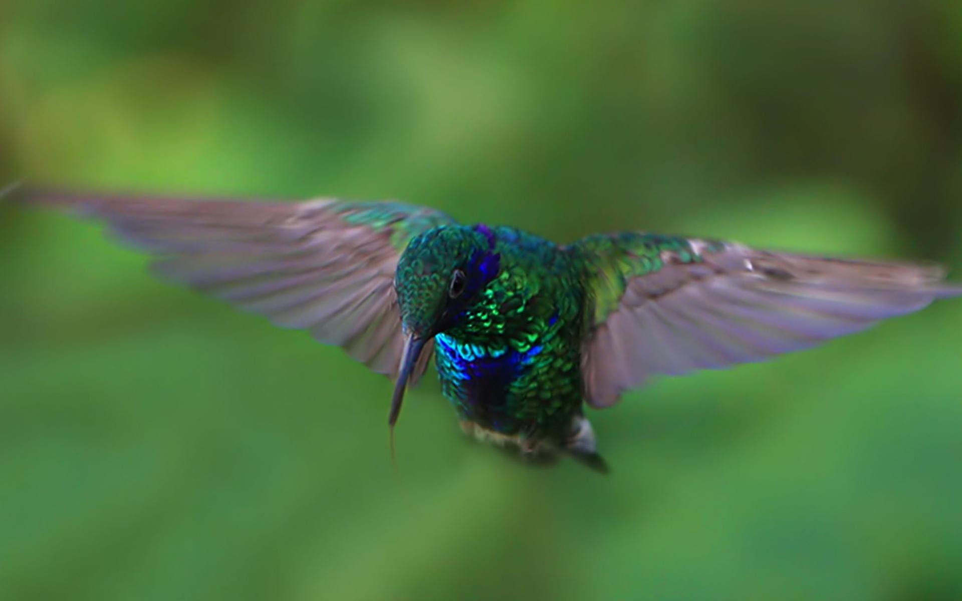 1080P, birds, animals, hummingbirds, HD Wallpaper