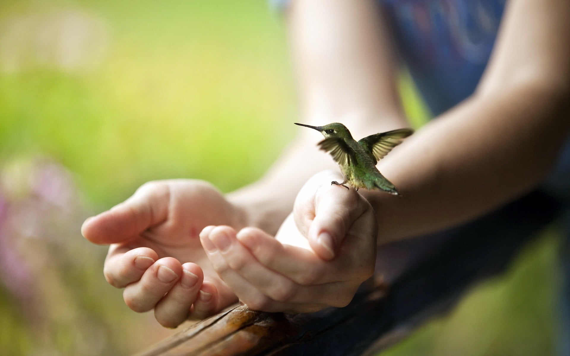 hand, care, birds, human hand, ceramic, hands, animal wildlife, day, selective focus, animals in the wild, figurine, focus on foreground, human body part, HD Wallpaper