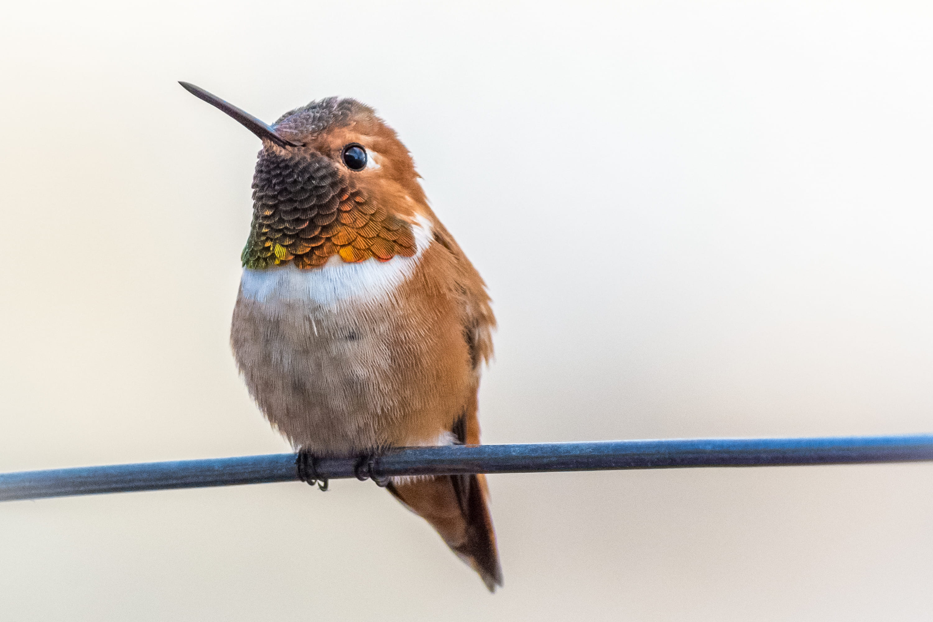 white, feather, focus on foreground, perch, no people, beauty in nature, rufous, small, beak, bird, hummingbird, nature, looking away, vertebrate, full length, HD Wallpaper