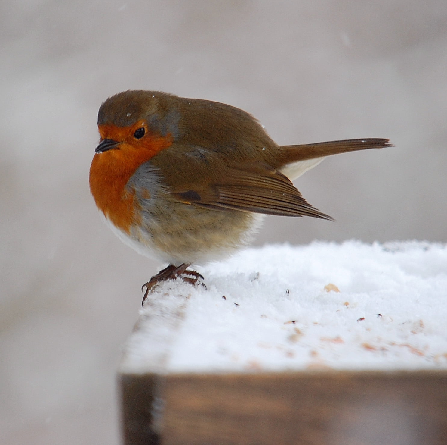 red, brown, outdoors, robin, red bird, wildlife, animal, 720P, Robin  brown, beak, bird, nature, small, sparrow, animals In The Wild, Winter, HD Wallpaper