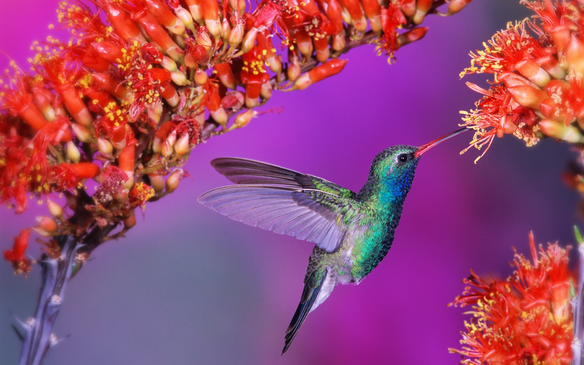1080P, Birds, Hummingbird, Beautiful, HD Wallpaper