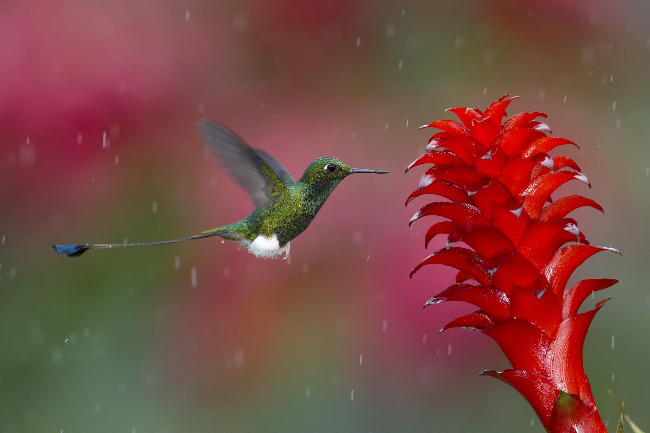 photos, animals, hummingbirds, 1080P, birds, HD Wallpaper