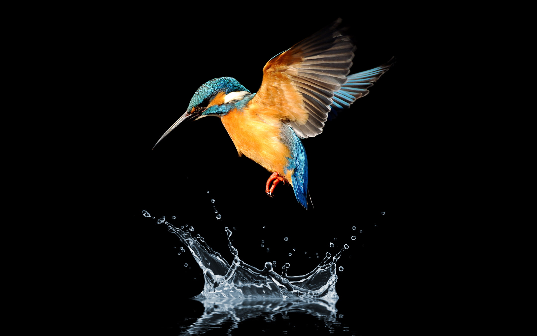 no people, flying, waterfront, Blue, animal themes, high-speed photography, hd, nature, animals in the wild, bird, studio shot, splashing, one animal, spread wings, HD Wallpaper