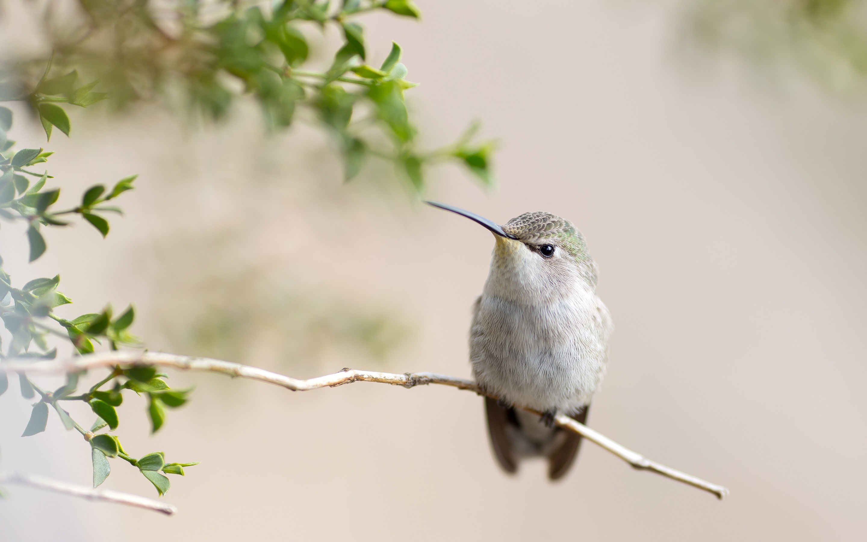 plants, hummingbirds, birds, 2K, animals, HD Wallpaper