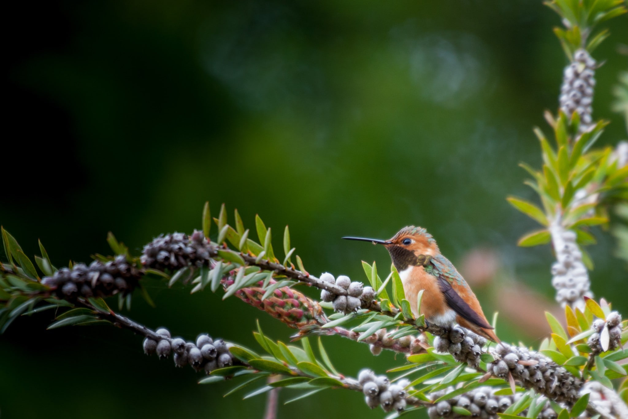 plants, animals, 1080P, birds, forest, hummingbirds, HD Wallpaper