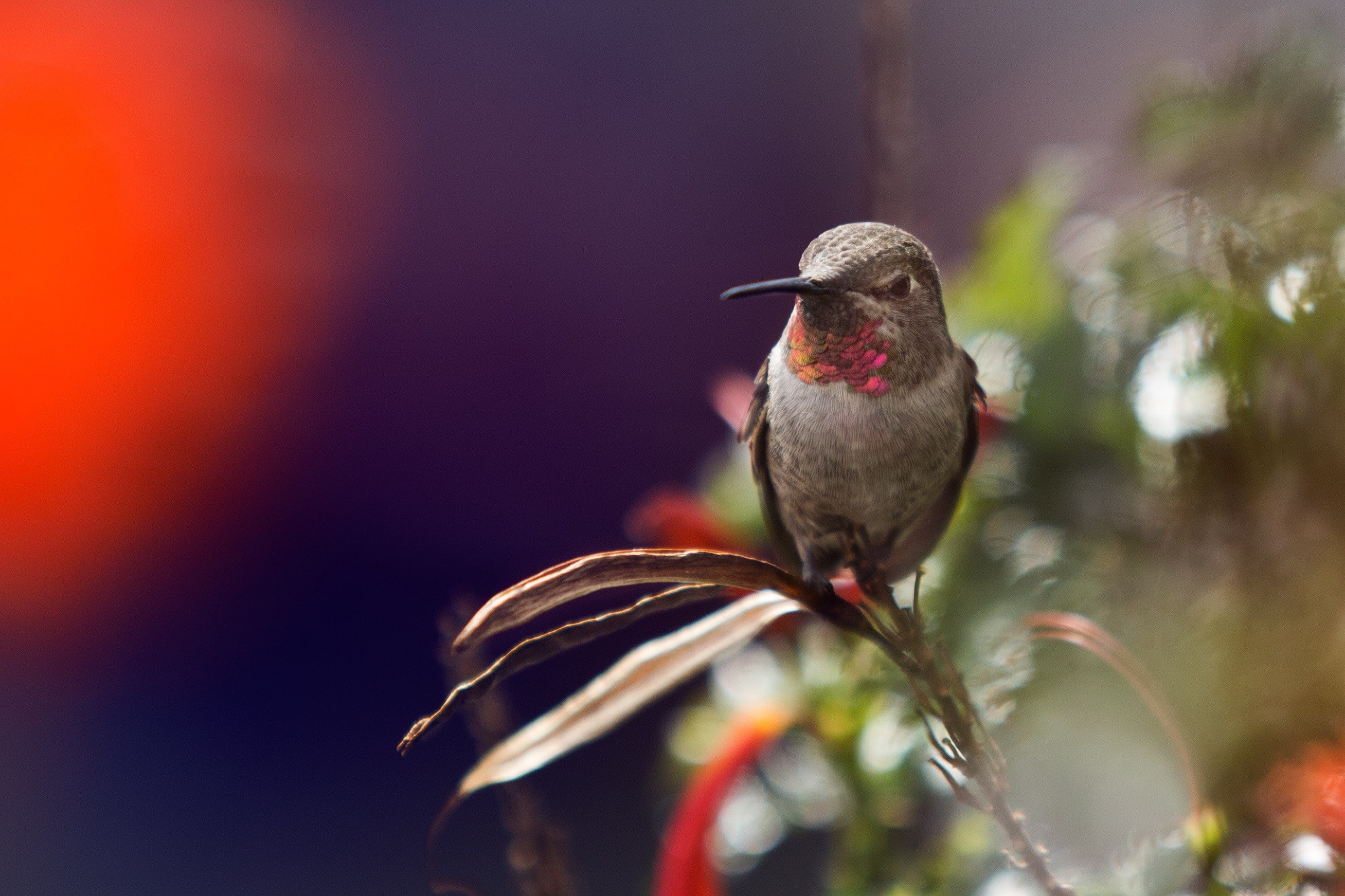 one animal, plant, nature, animal, outdoors, birds, 2K, hummingbirds, focus on foreground, beauty in nature, close-up, bird, looking, animals in the wild, HD Wallpaper