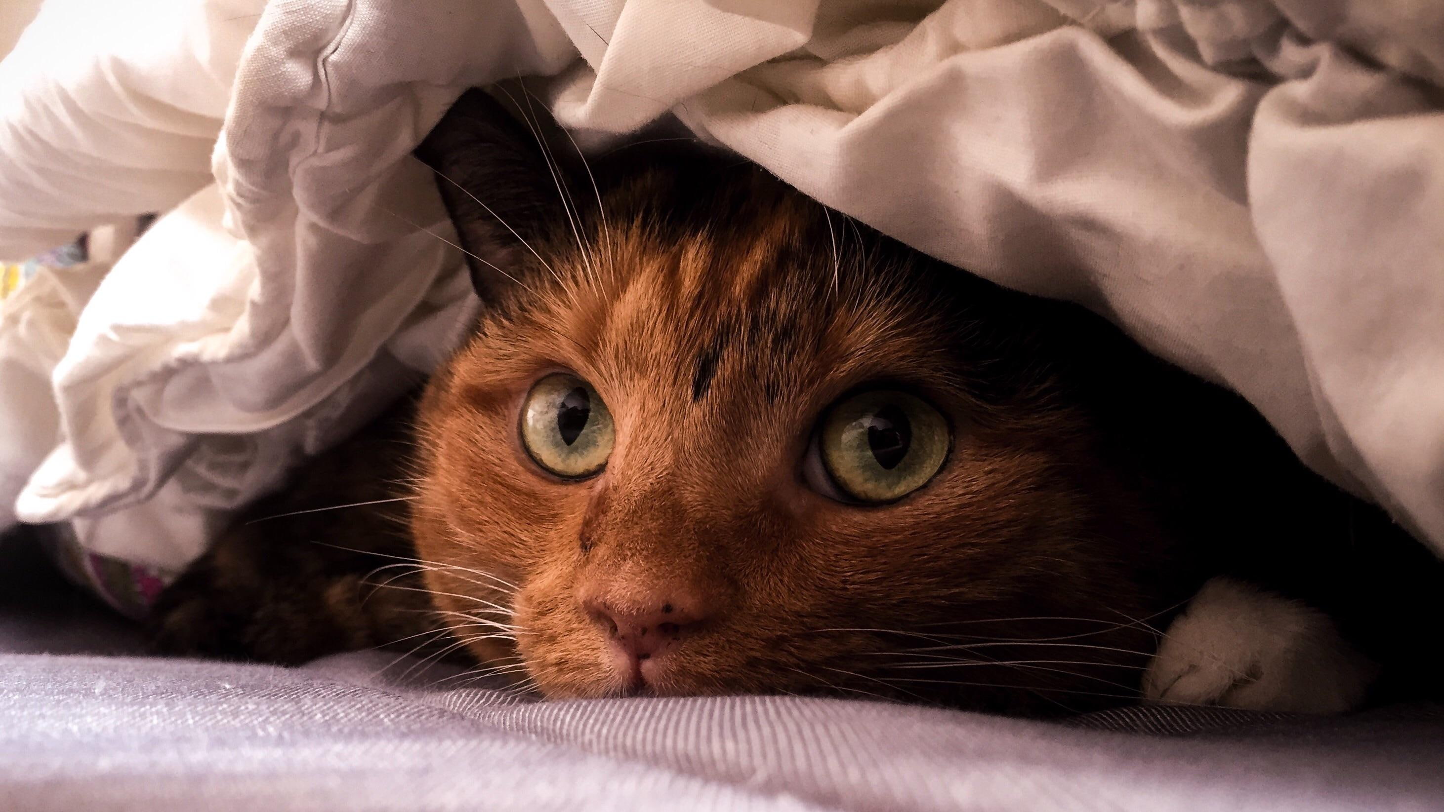 blankets, closeup, 2K, cat, HD Wallpaper