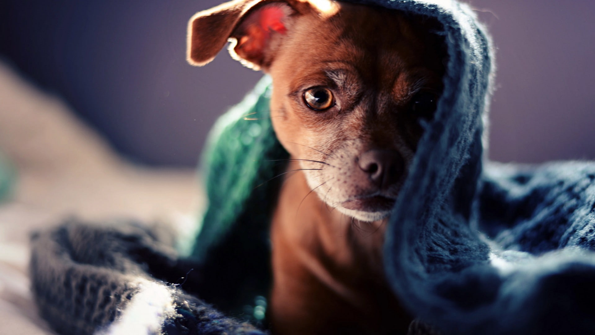 selective focus, portrait, mammal, focus on foreground, domestic, scarf, young animal, small, animal body part, close-up, 1080P, purebred dog, blankets, HD Wallpaper