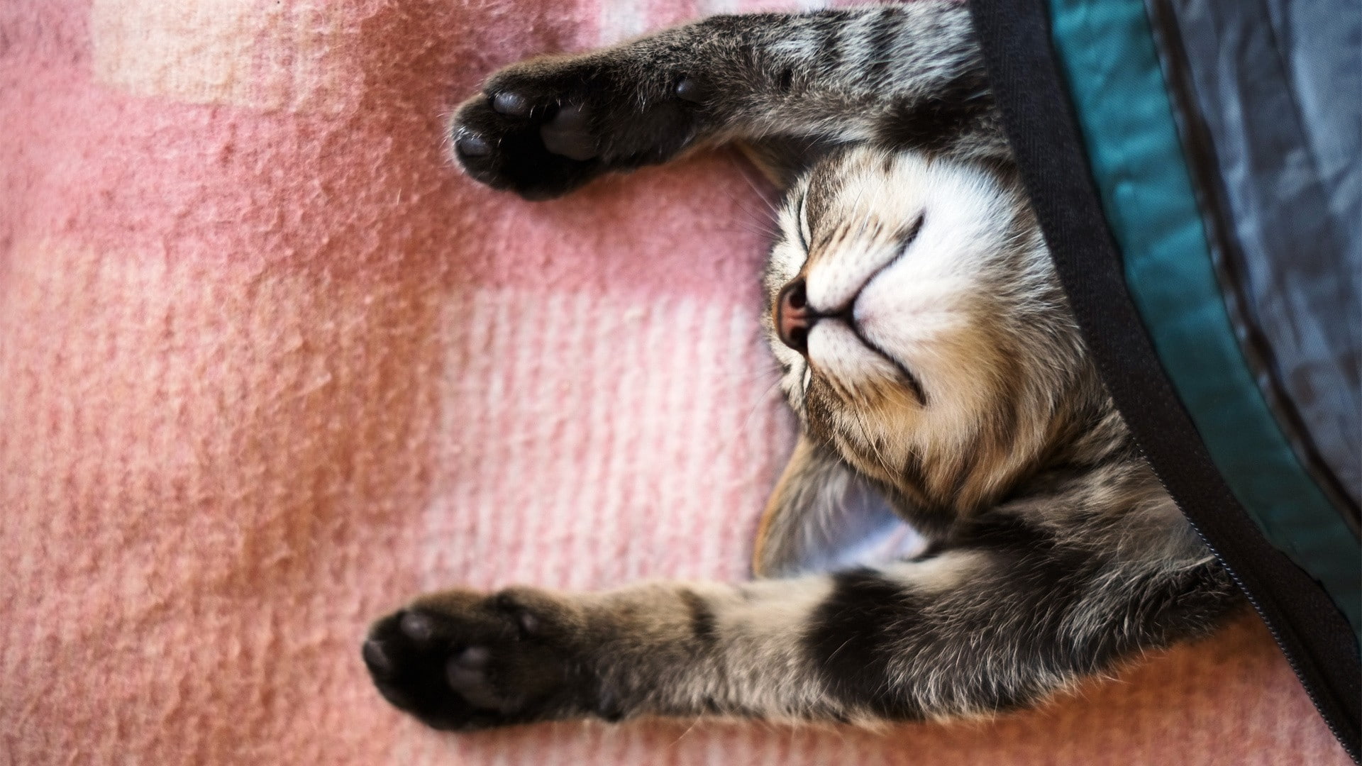 cat, stretching, animals, 1080P, blankets, HD Wallpaper