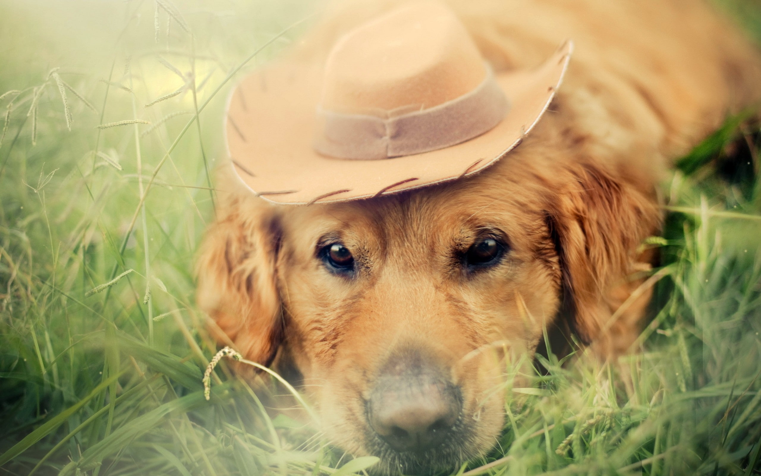 Labrador Retriever, hat, animals, 2K, grass, dog, HD Wallpaper