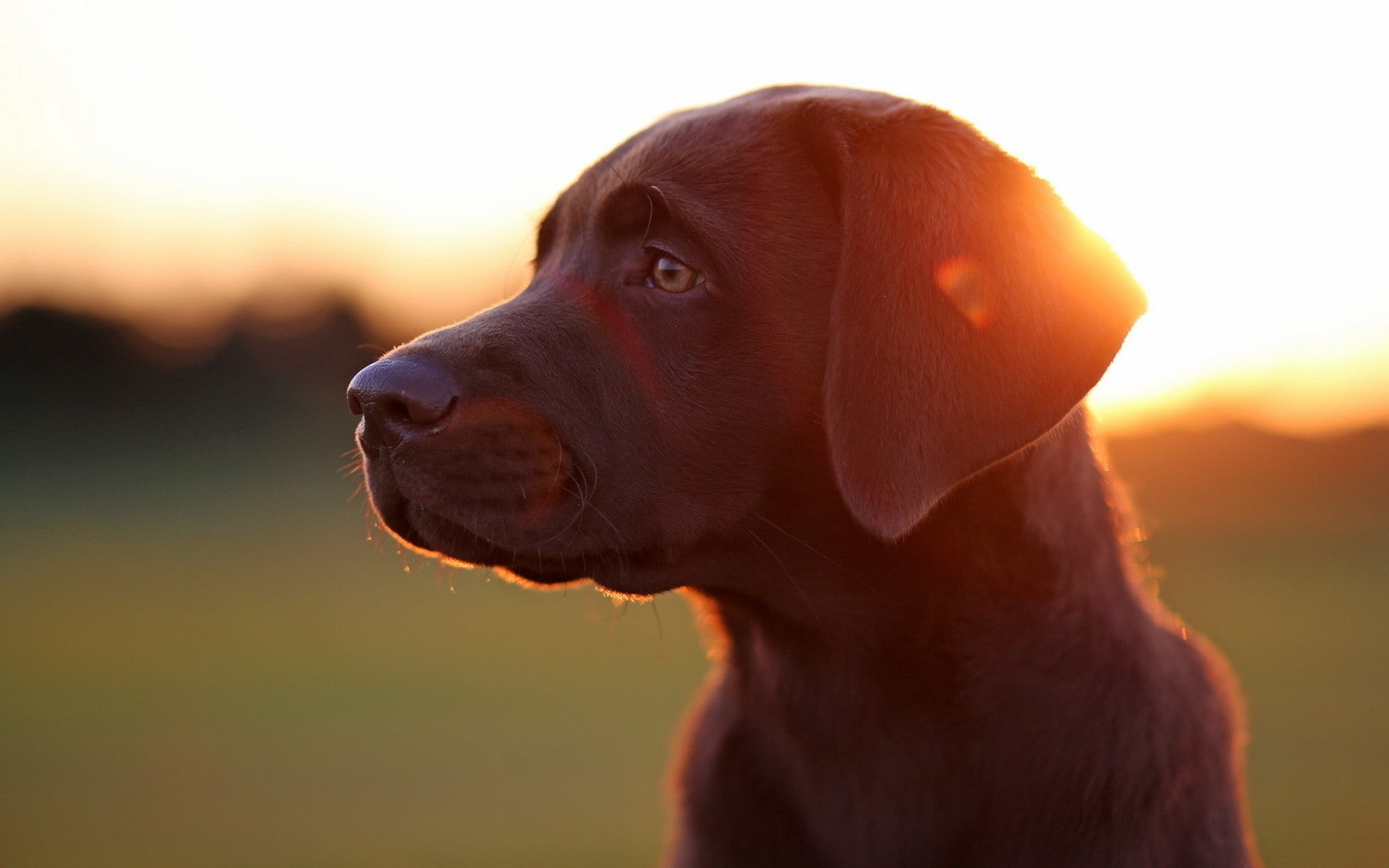 one animal, dog, animal head, sunset, no people, animals, animal themes, domestic animals, sunlight, lens flare, mammal, looking, looking away, animal, HD Wallpaper
