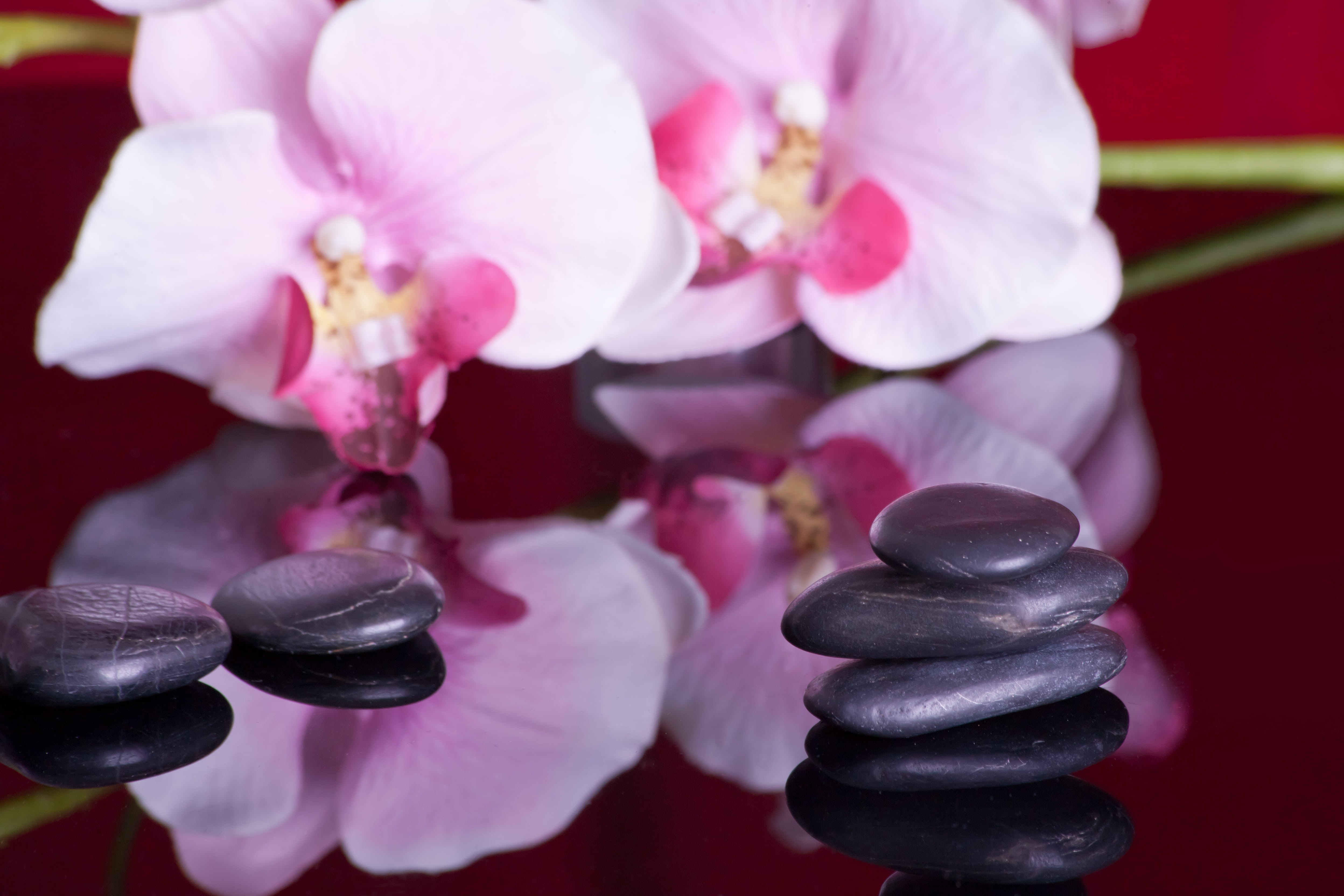 outdoors, about, freshness, flower, flowering plant, hot, wellness, fragility, massage, pebbles, inflorescence, balance, mirroring, purple, vulnerability, HD Wallpaper