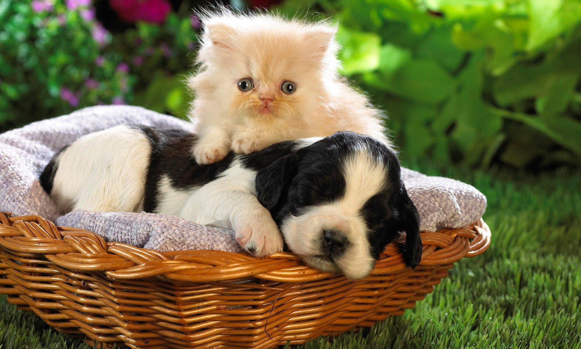 pupy, animals, small, cocker, english, friends, black, two, cute, basket, blanket, puppy, sleep, together, white, lovely, 1080P, spaniel, kitten, HD Wallpaper