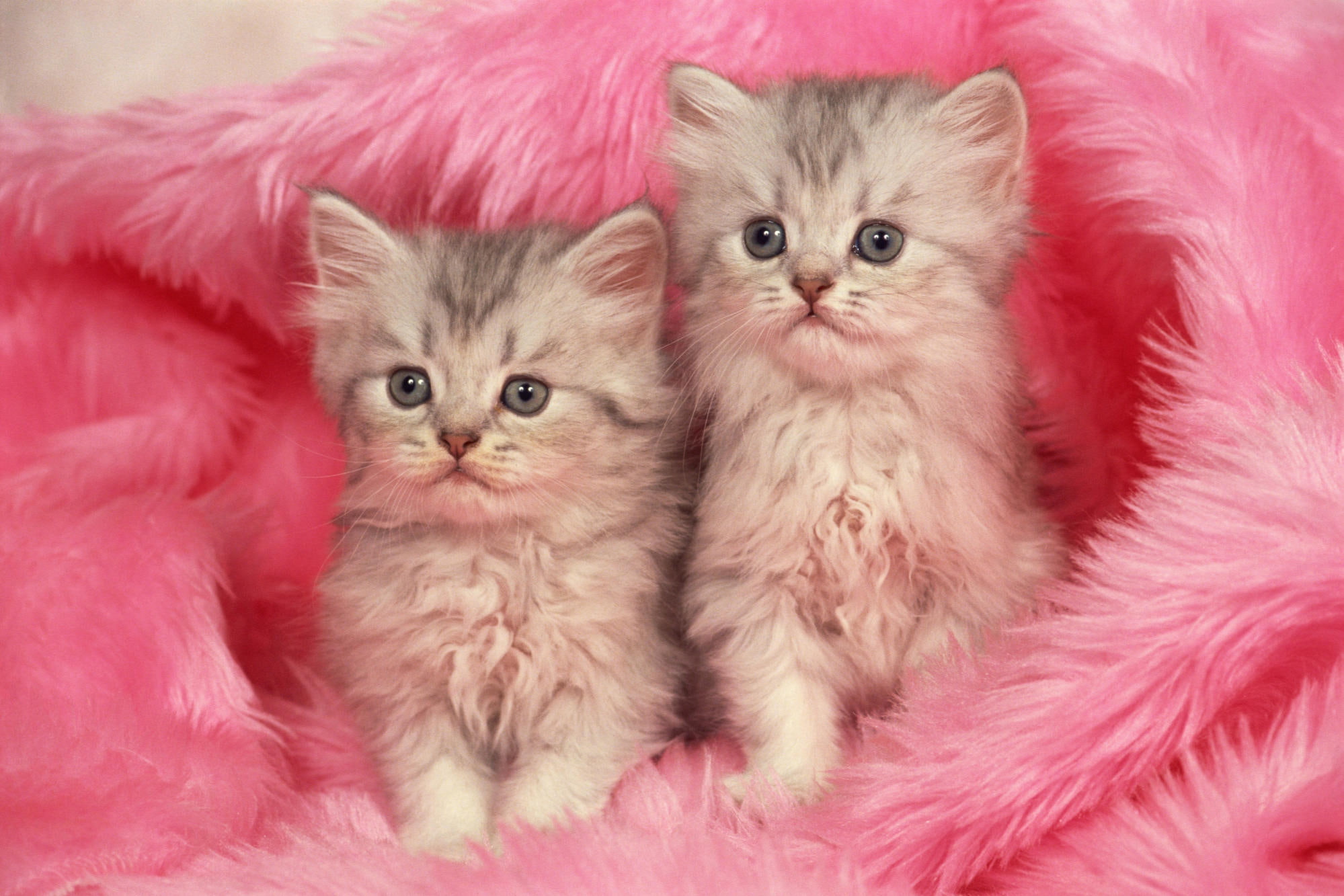 kittens, animals, 1080P, blanket, two, pink, HD Wallpaper
