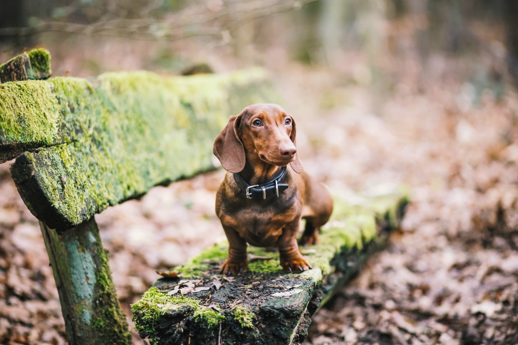 moss, nature, pets, animal, animals, vertebrate, old, bench, purebred dog, selective focus, dachshund, mammal, day, looking away, domestic animals, no people, HD Wallpaper