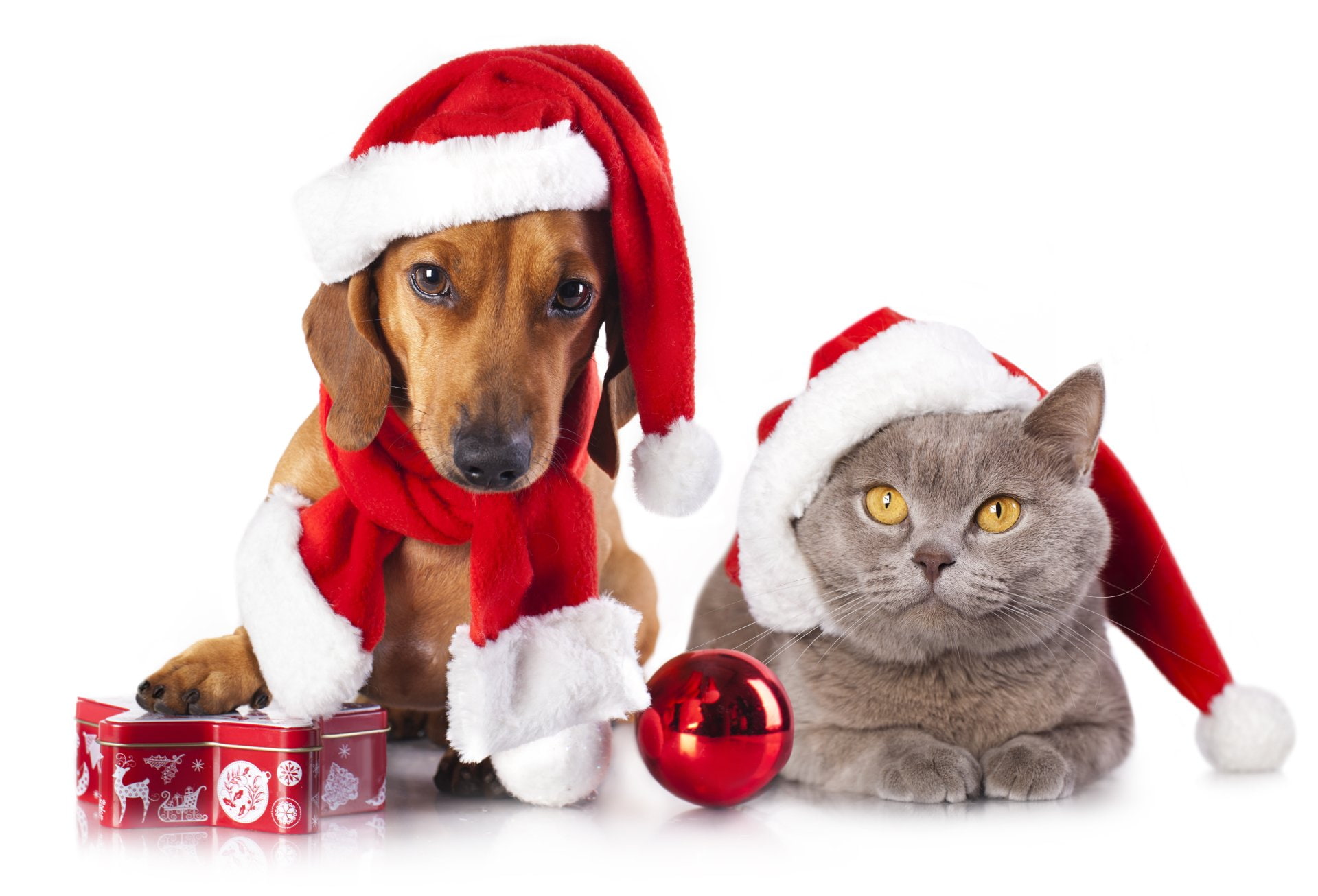 Holiday, Dachshund, Cat, Christmas Ornaments, 1080P, Christmas, Dog, HD Wallpaper