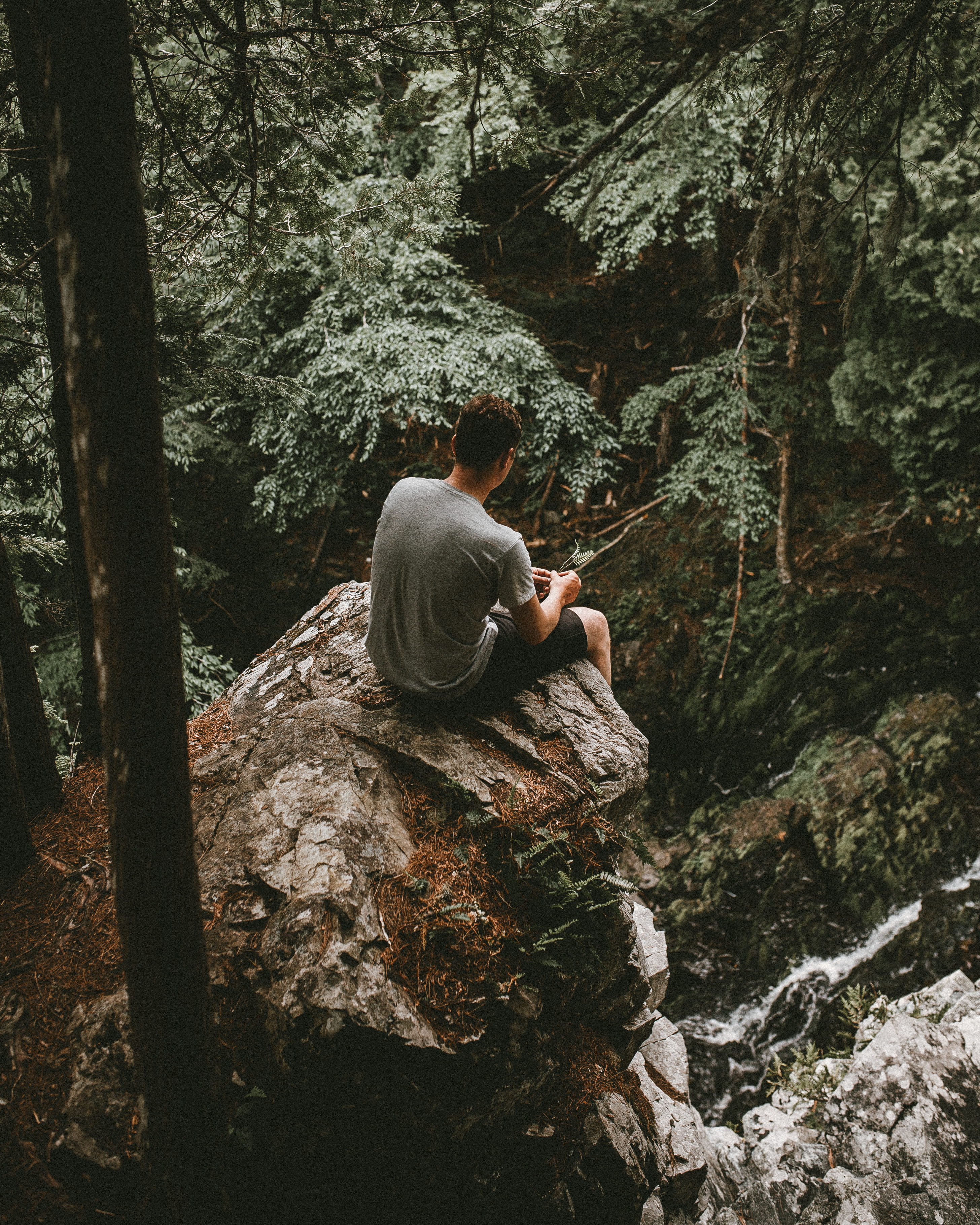 young Adult, adventure, scenics, men, explore, forest, gray, people, man, woodland, daytime, tree, travel, trail, near, new brunswick, hiking, healthy Lifestyle, Phone HD Wallpaper