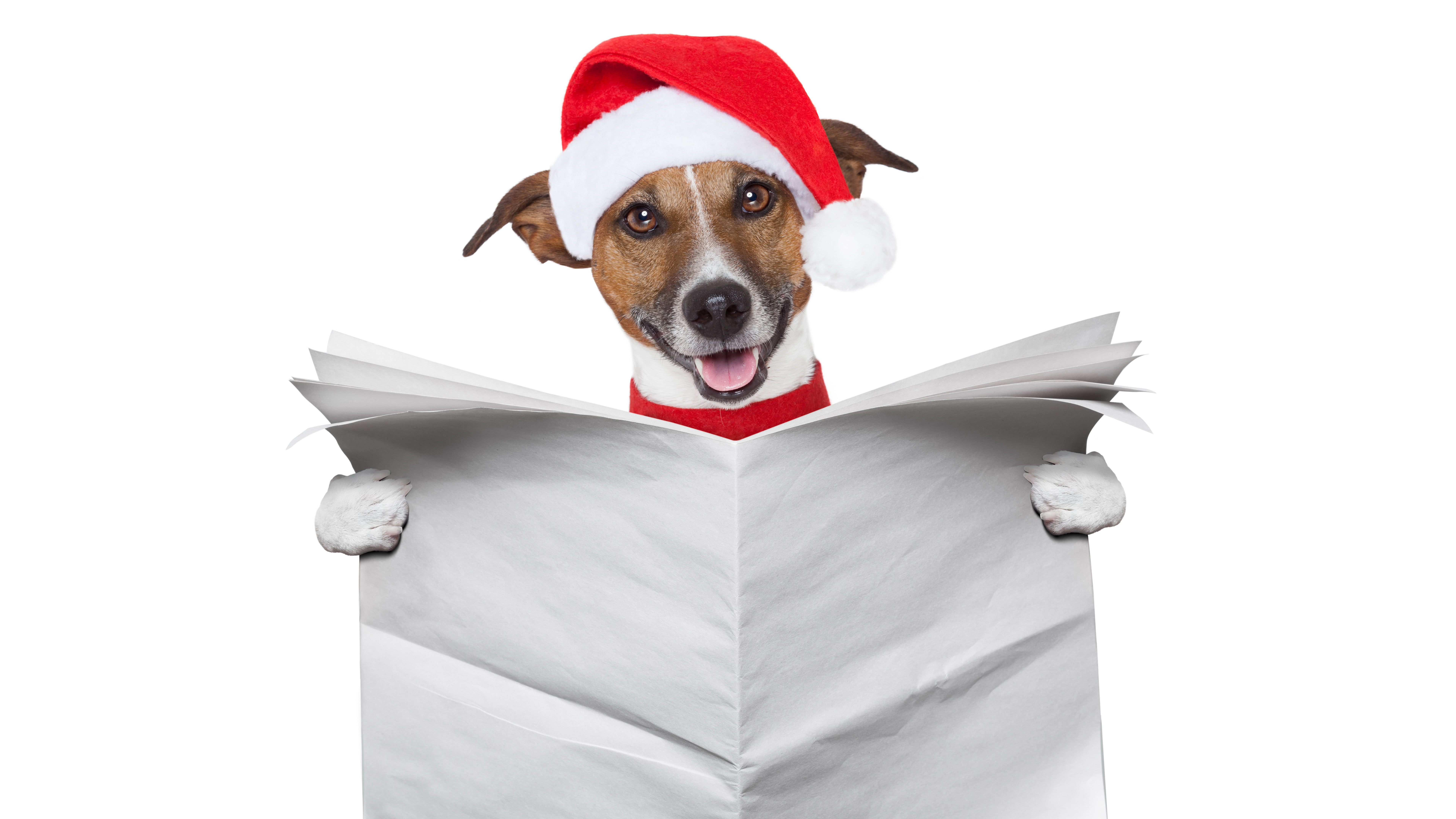 indoors, canine, jack russell terrier, pets, animal head, white background, domestic animals, white, santa hat, craciun, red, creative, hat, domestic, christmas, HD Wallpaper