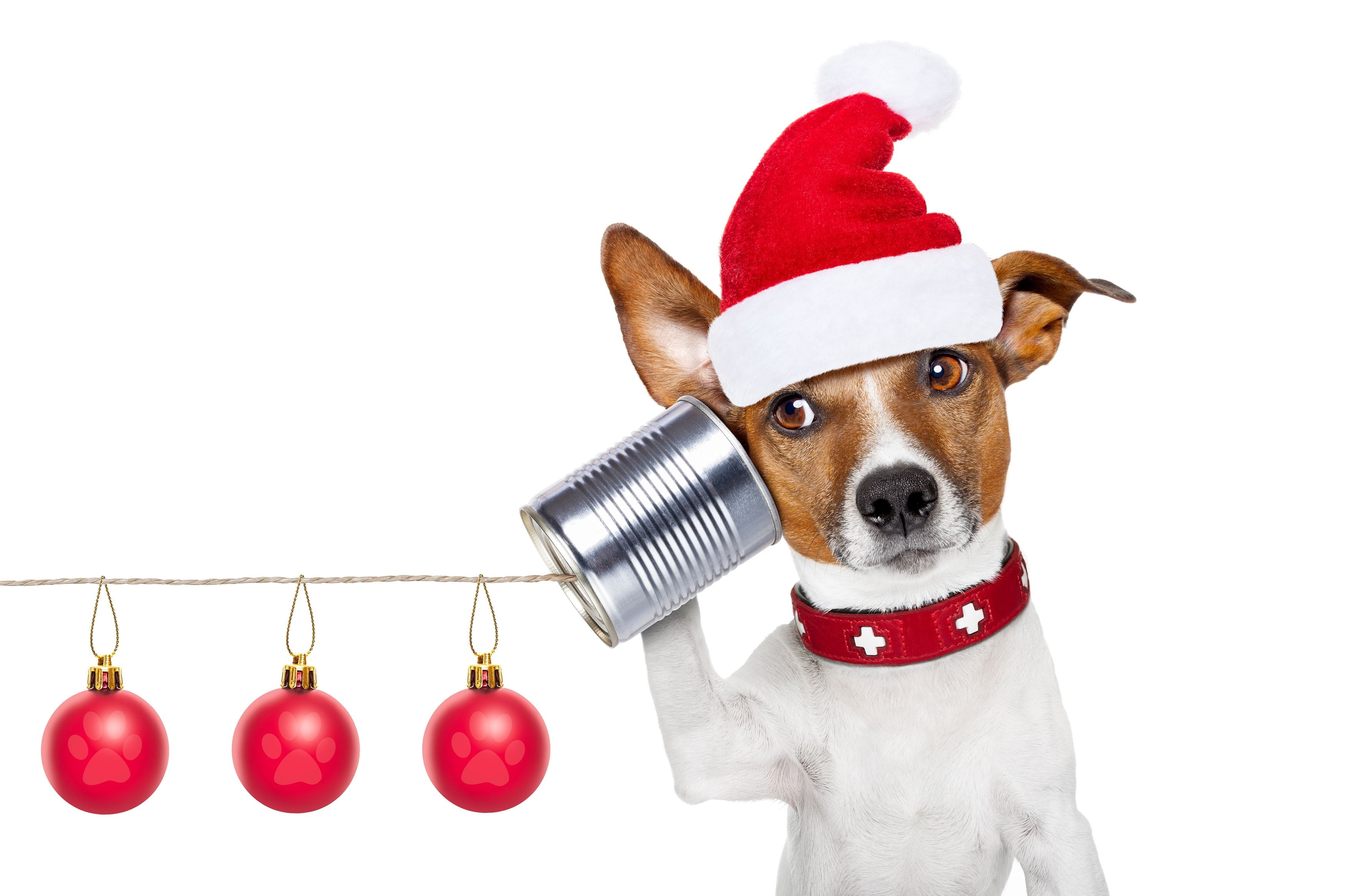 animal themes, clothing, christmas decoration, no people, white, animal, animal head, costume, studio shot, red, pets, caine, canine, jack russell terrier, HD Wallpaper