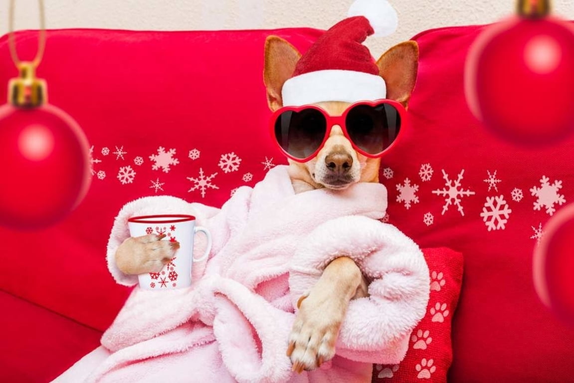 jack russell terrier, spa, :D, christmas, dog, craciun, red, 480P, hat, cup, sunglasses, caine, santa, funny, ball, white, animal, HD Wallpaper