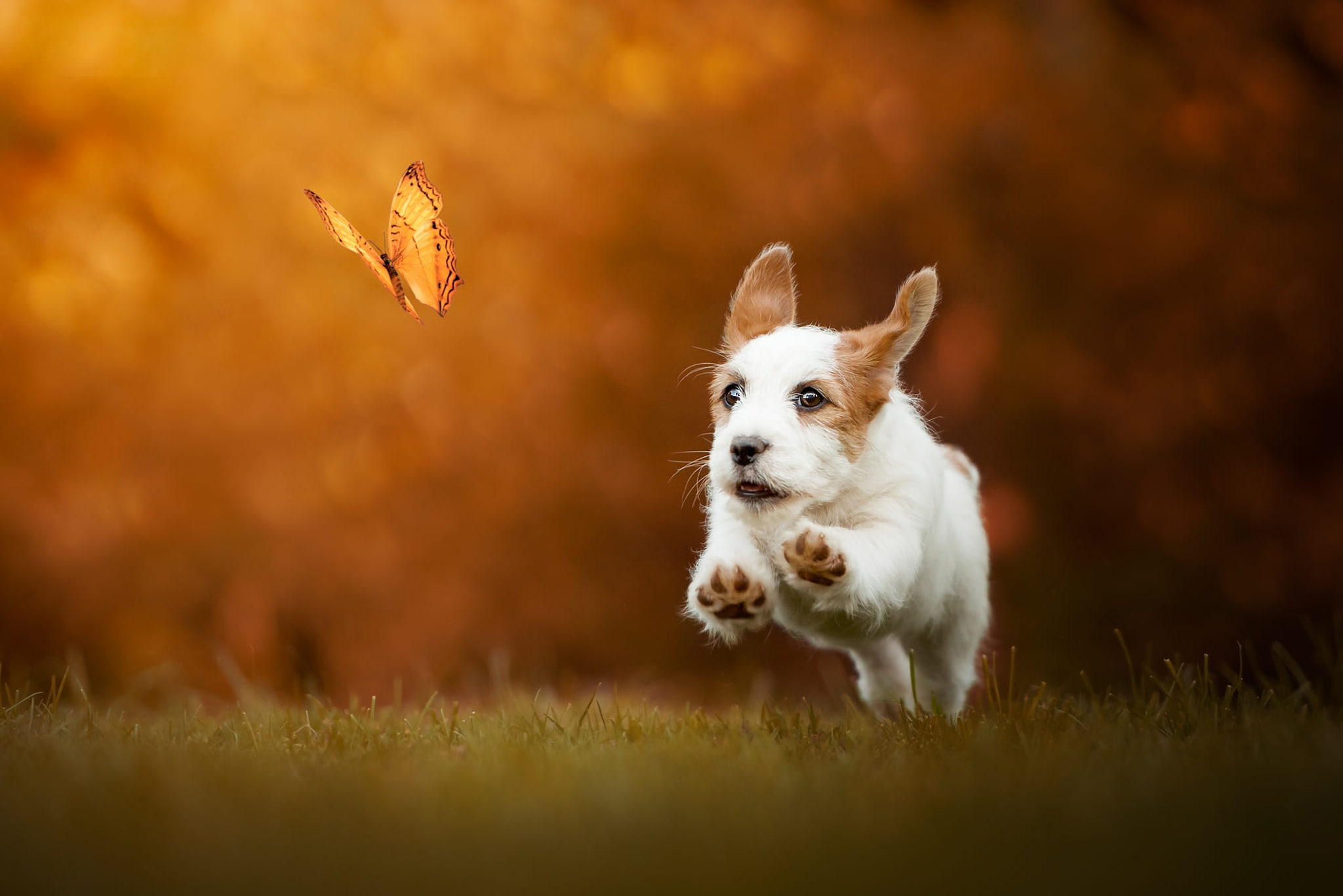 1080P, sports, nature, positive, paws, ears, background, pose, baby, bokeh, walk, flight, Jack Russell Terrier, grass, glade, joy, face, white with brown, HD Wallpaper
